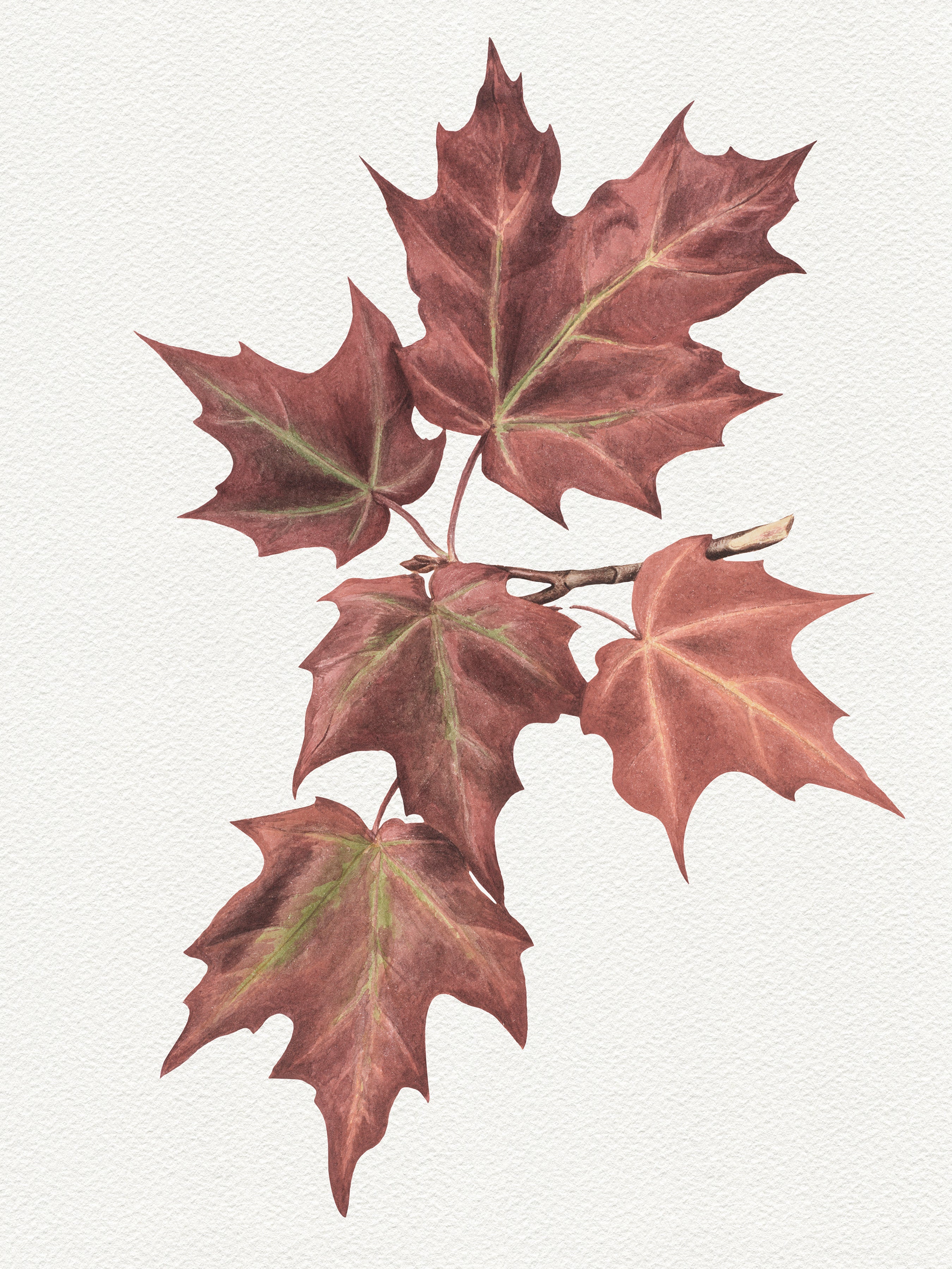 The Autumn Collection