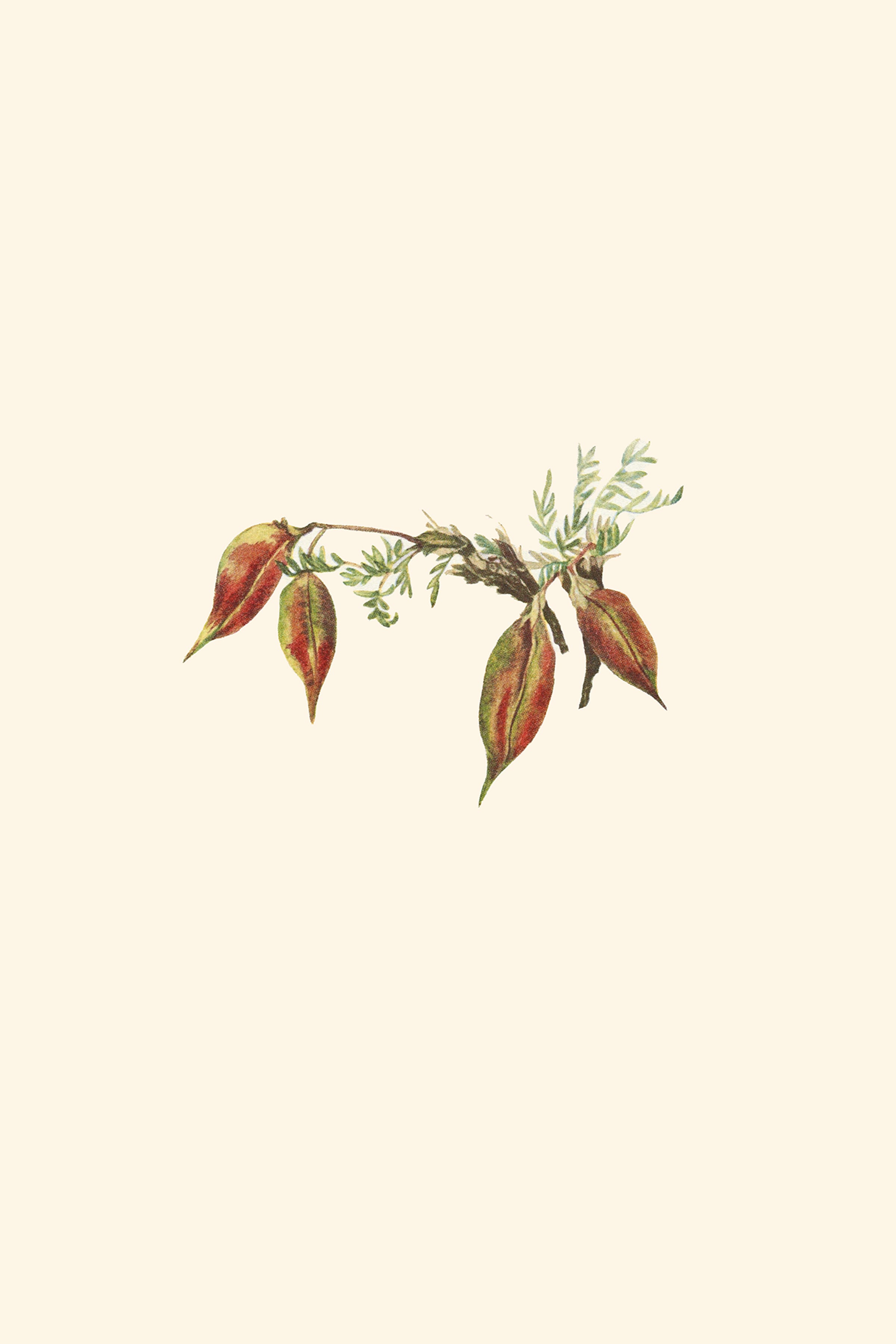 Autumn Buds