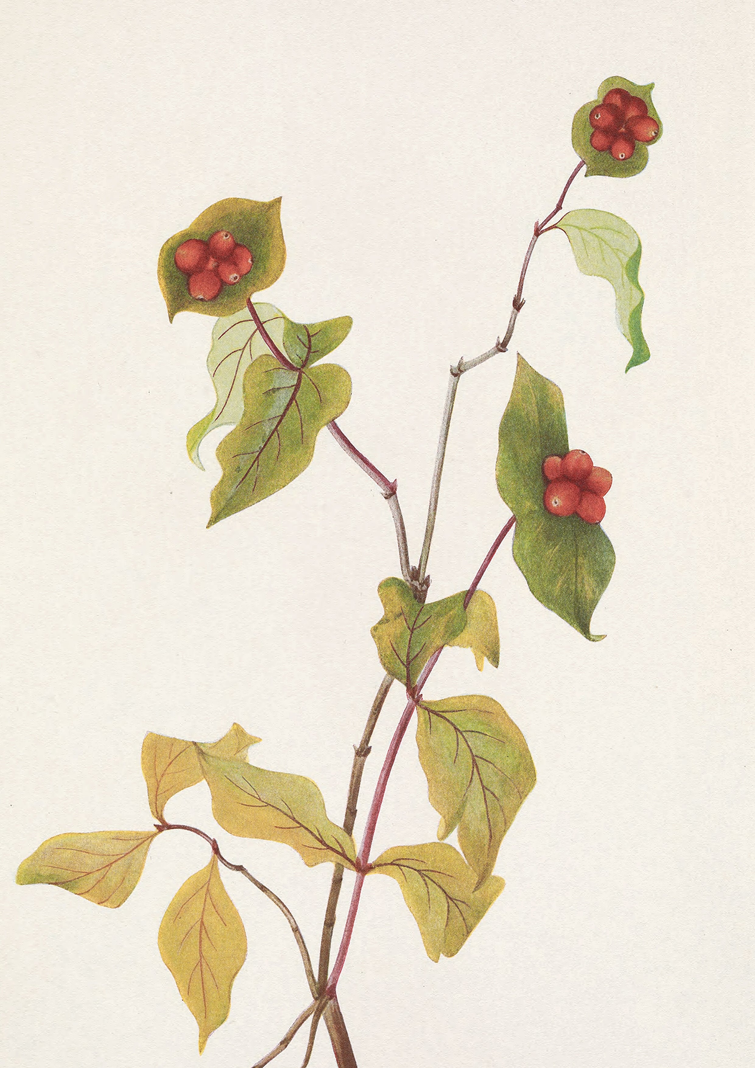 Autumn Stem