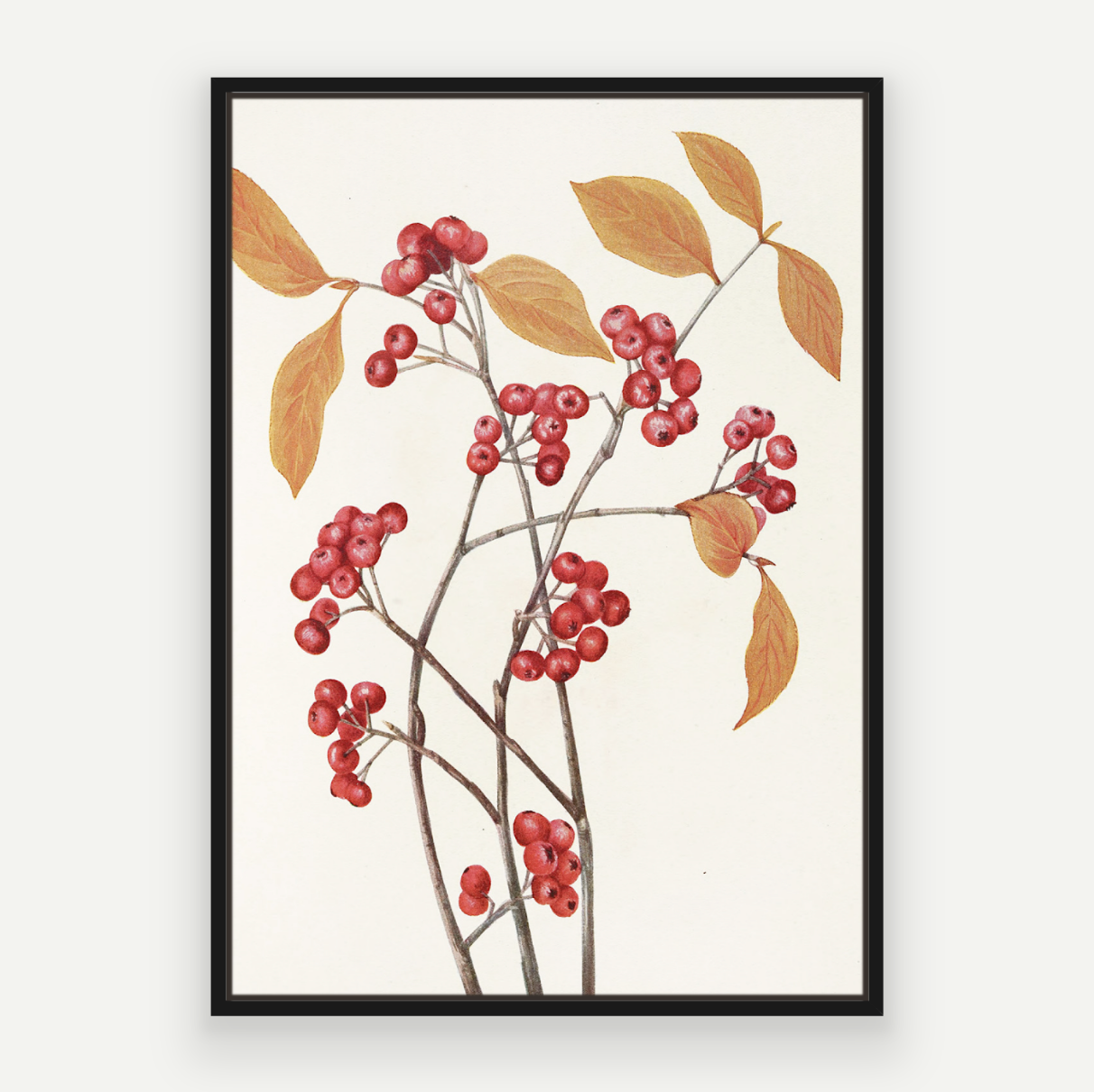 Berry Branch