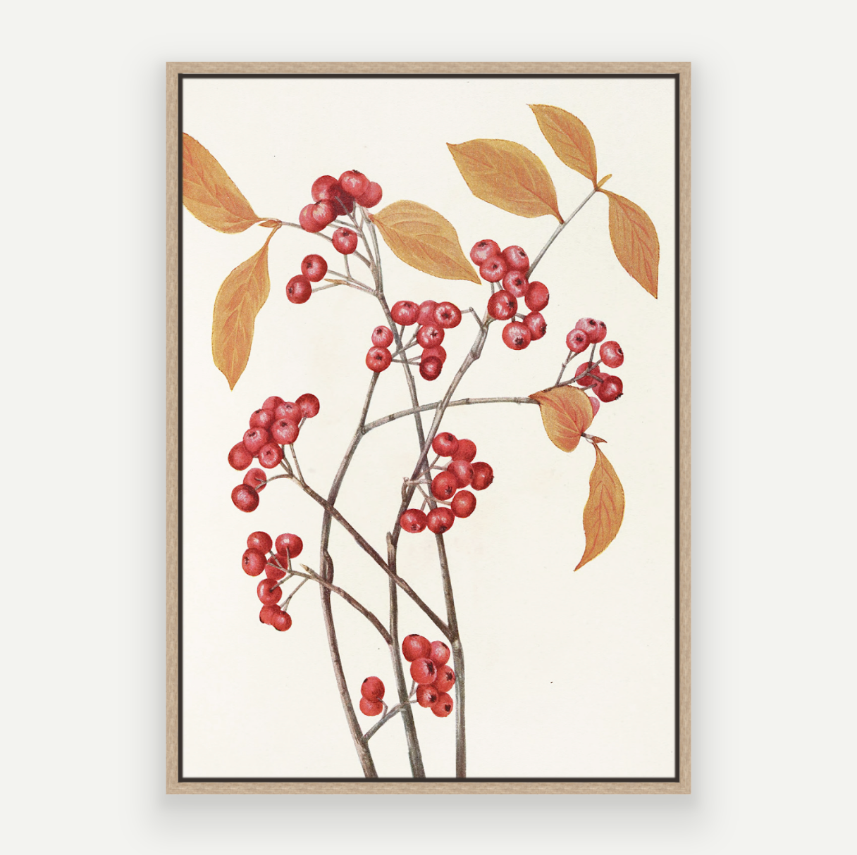 Berry Branch