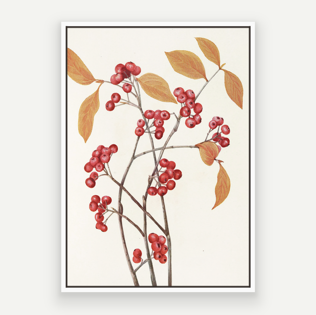 Berry Branch