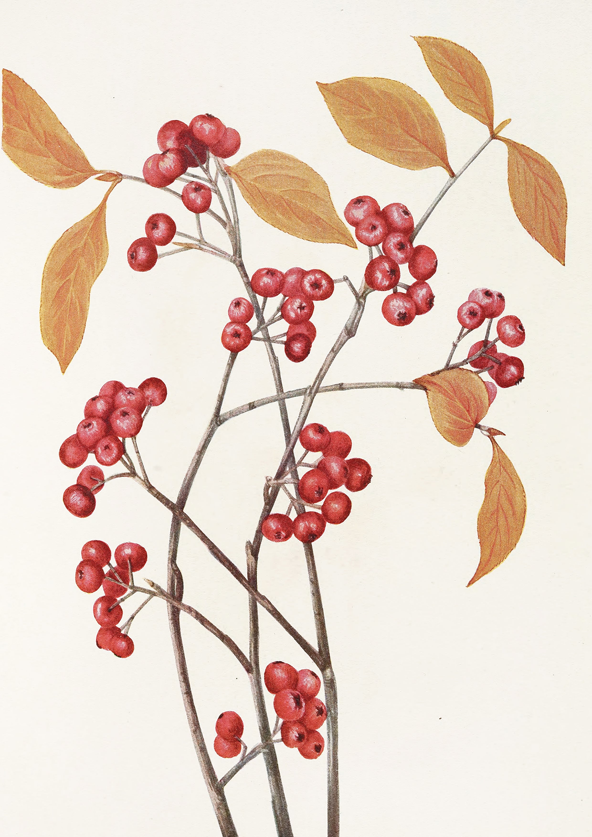 Berry Branch