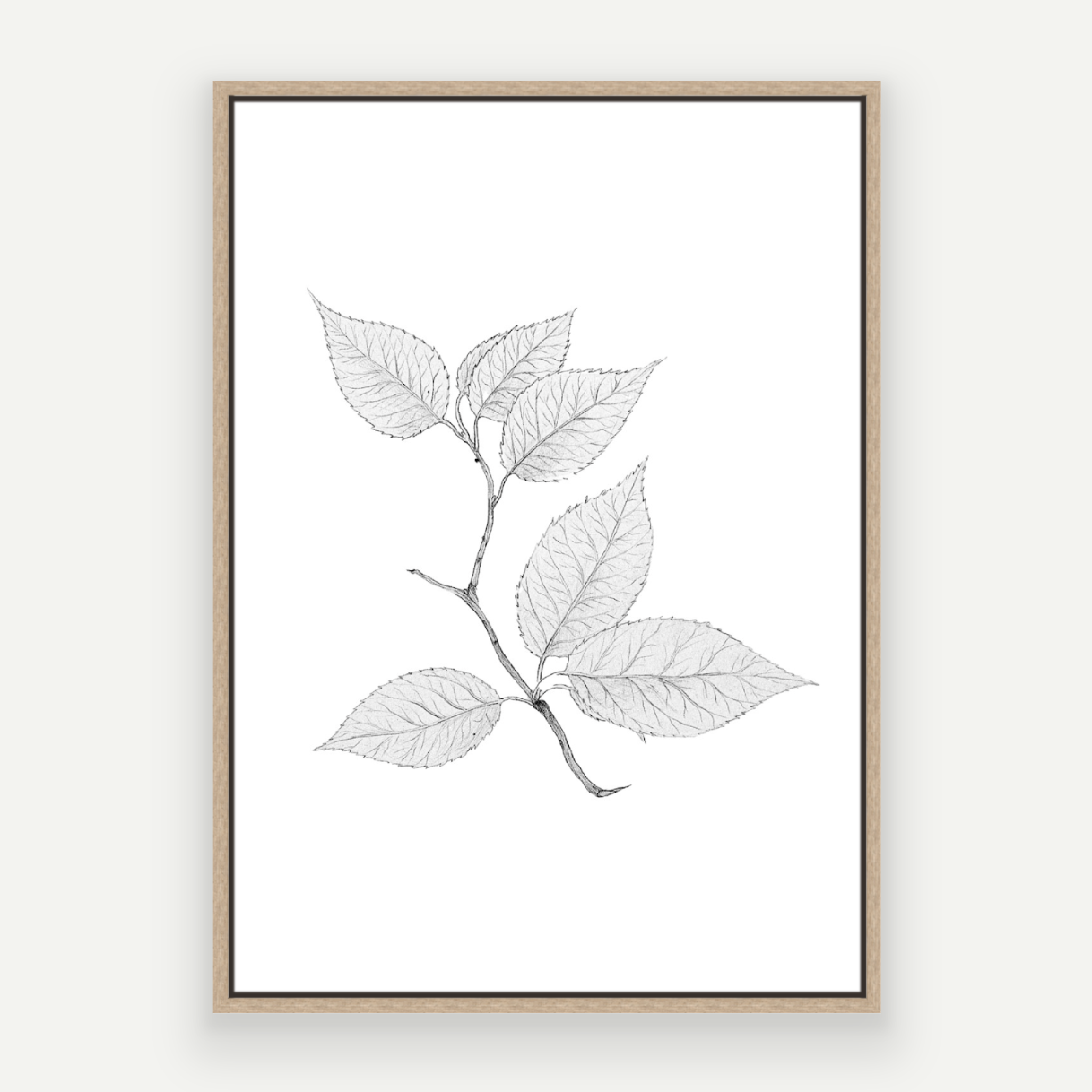 Cherry Leaves