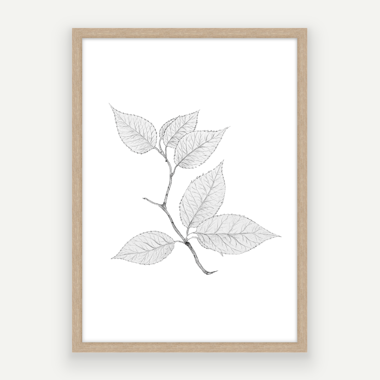 Cherry Leaves