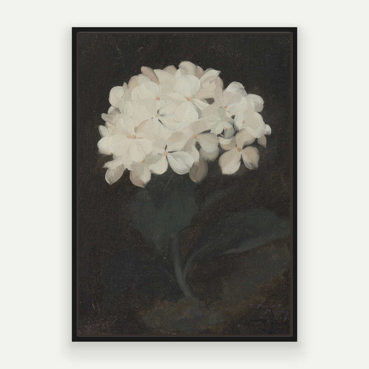 Hydrangea