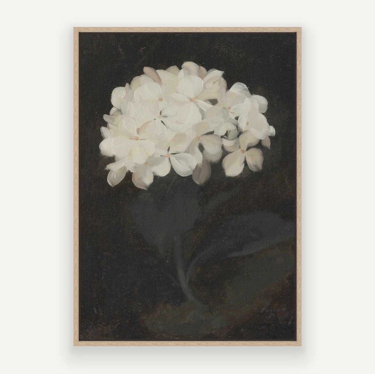 Hydrangea