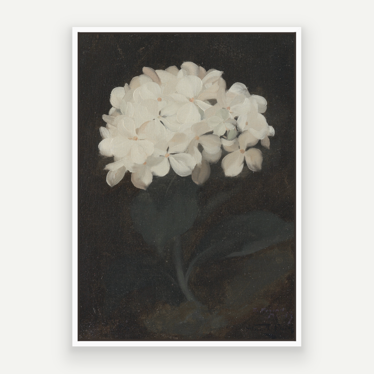 Hydrangea