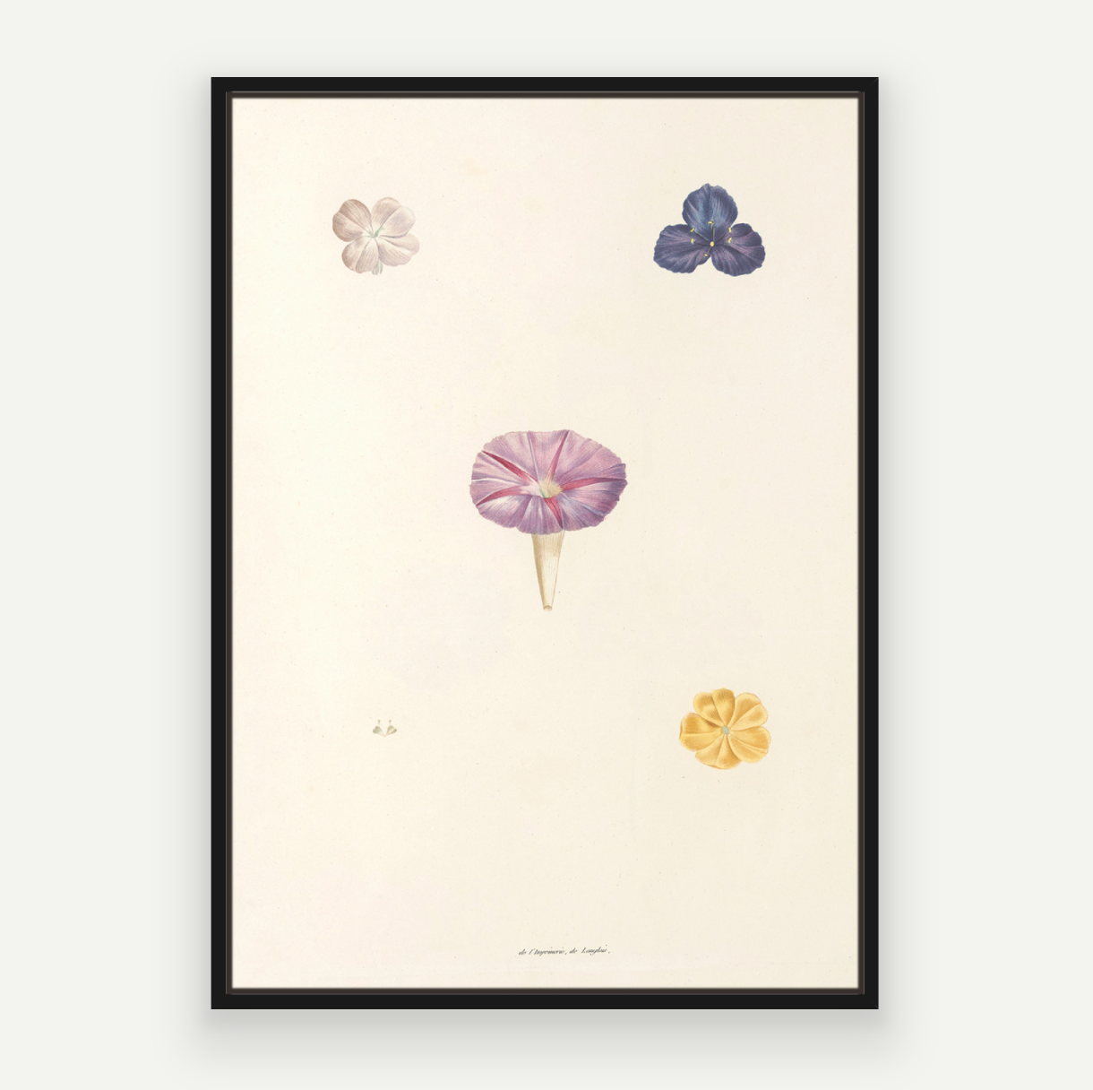 Petals Pair