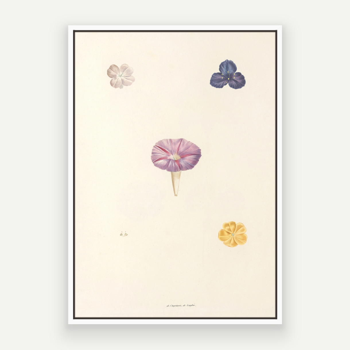 Petals Pair