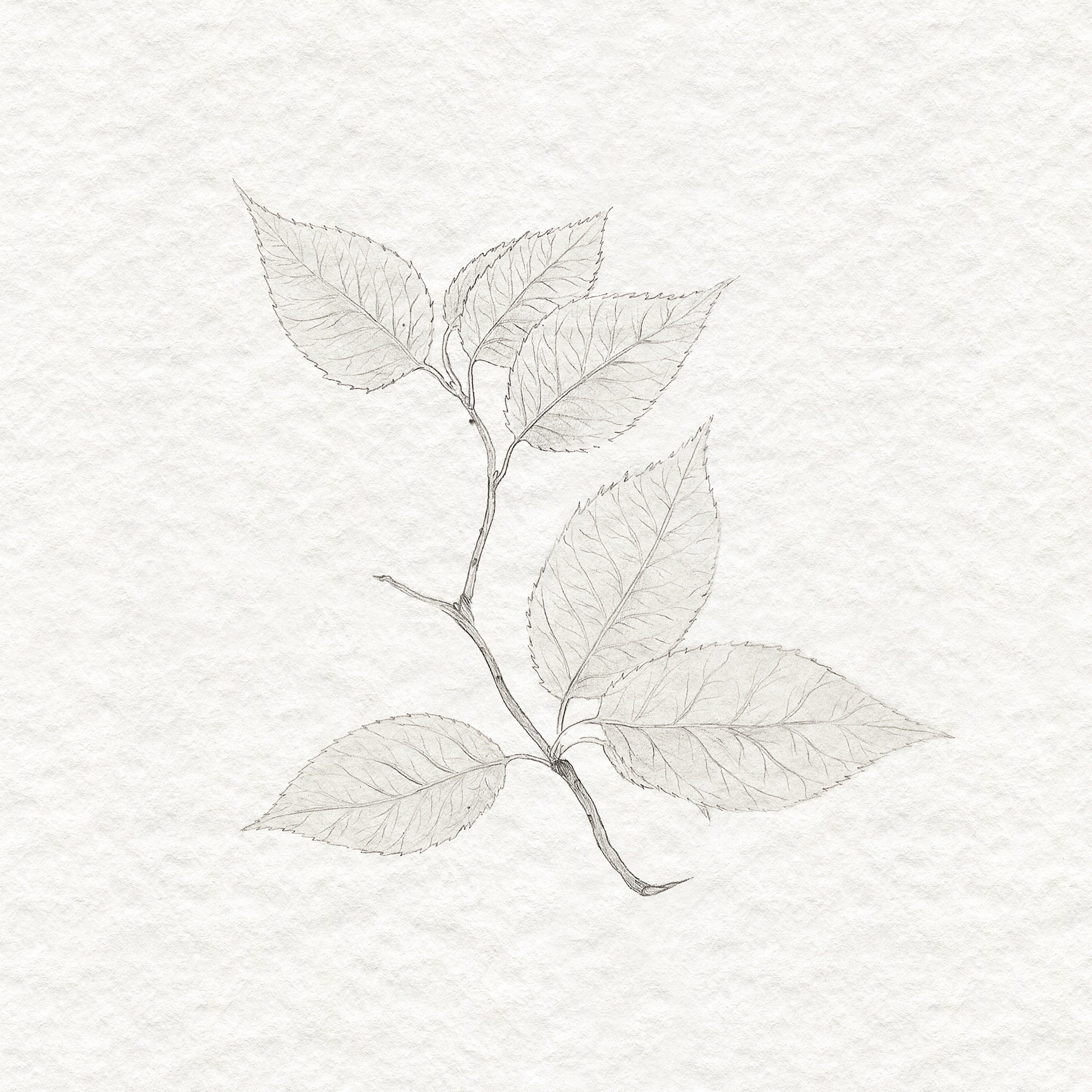Styled - Cherry Leaves