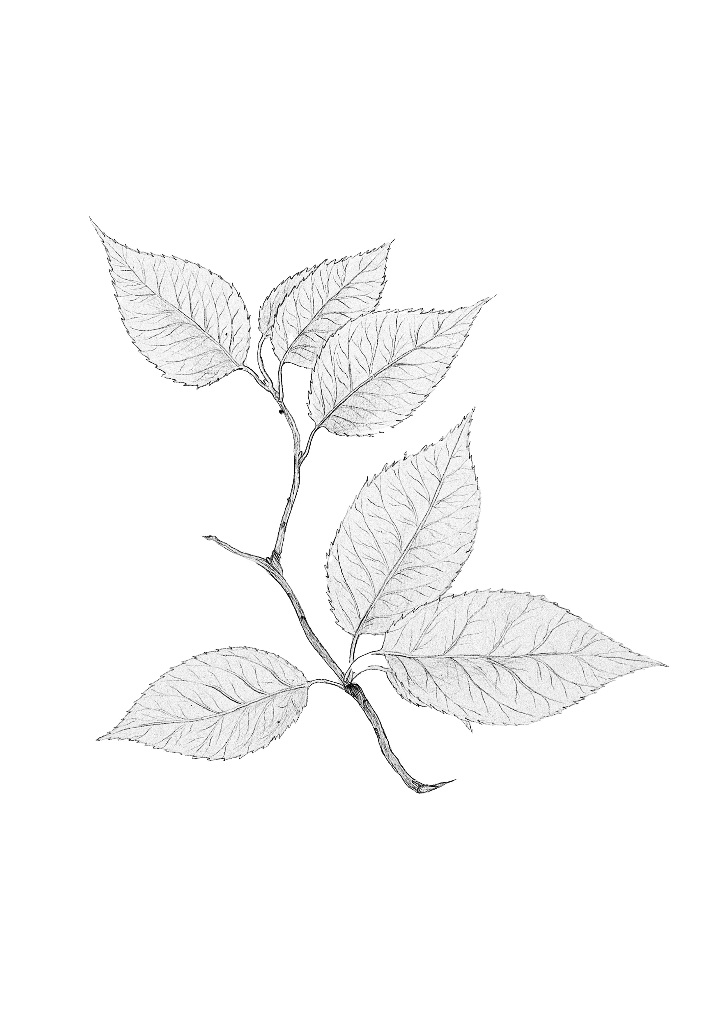 Cherry Leaves
