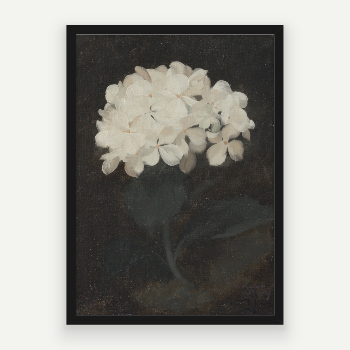 Hydrangea