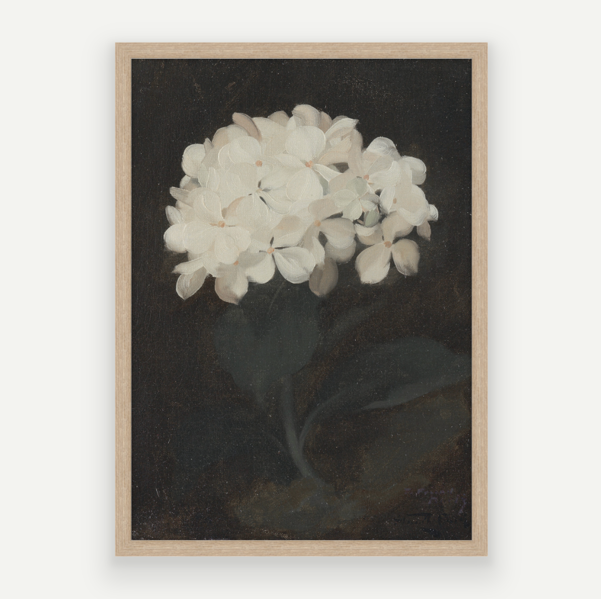 Hydrangea