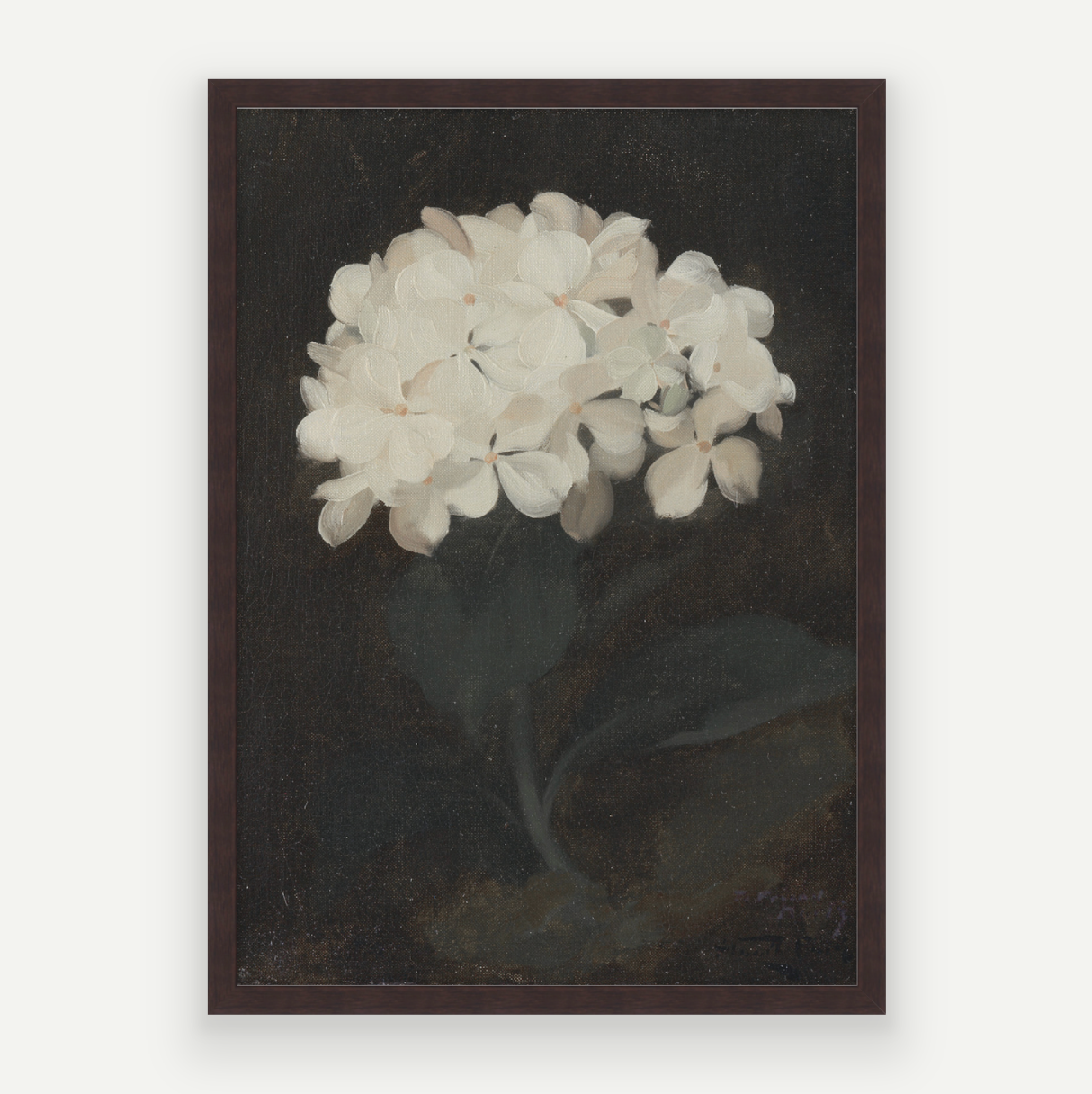 Hydrangea
