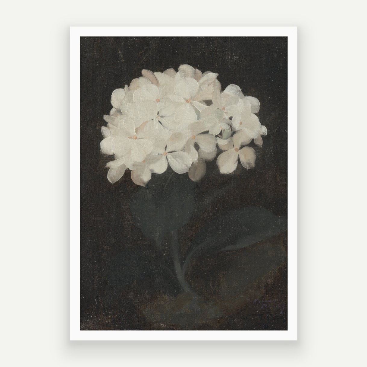 Hydrangea