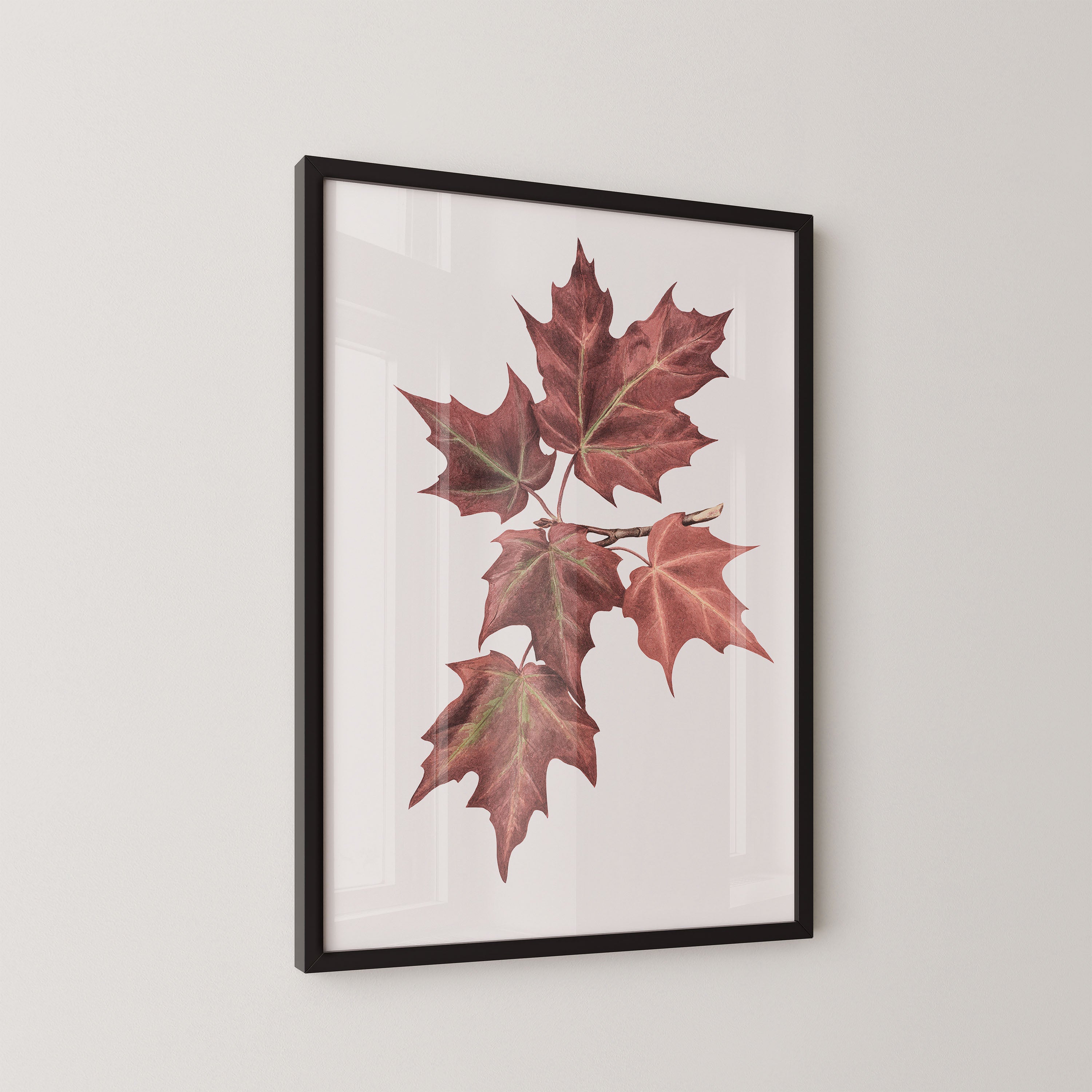 Maple Leaves