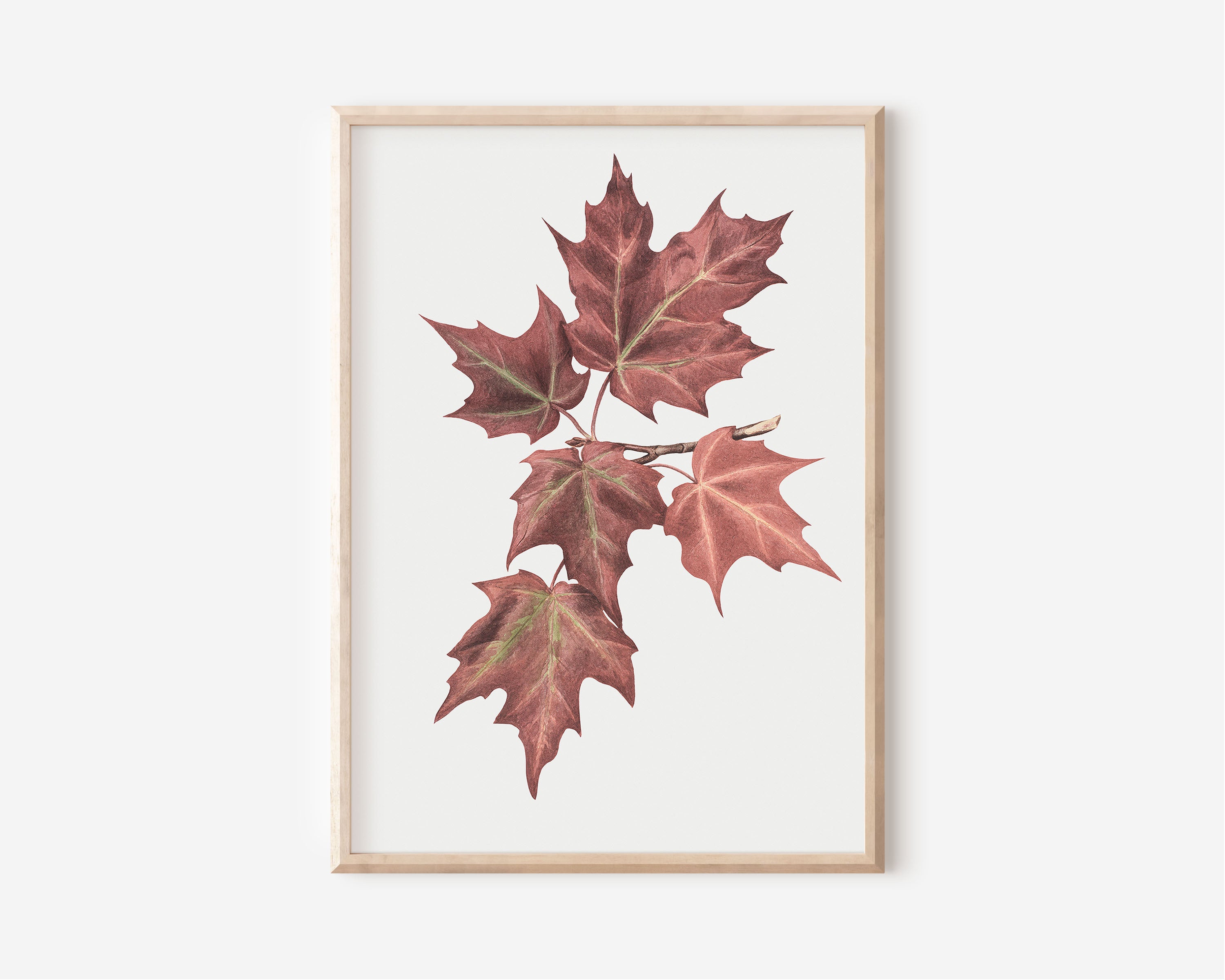 Maple Leaves