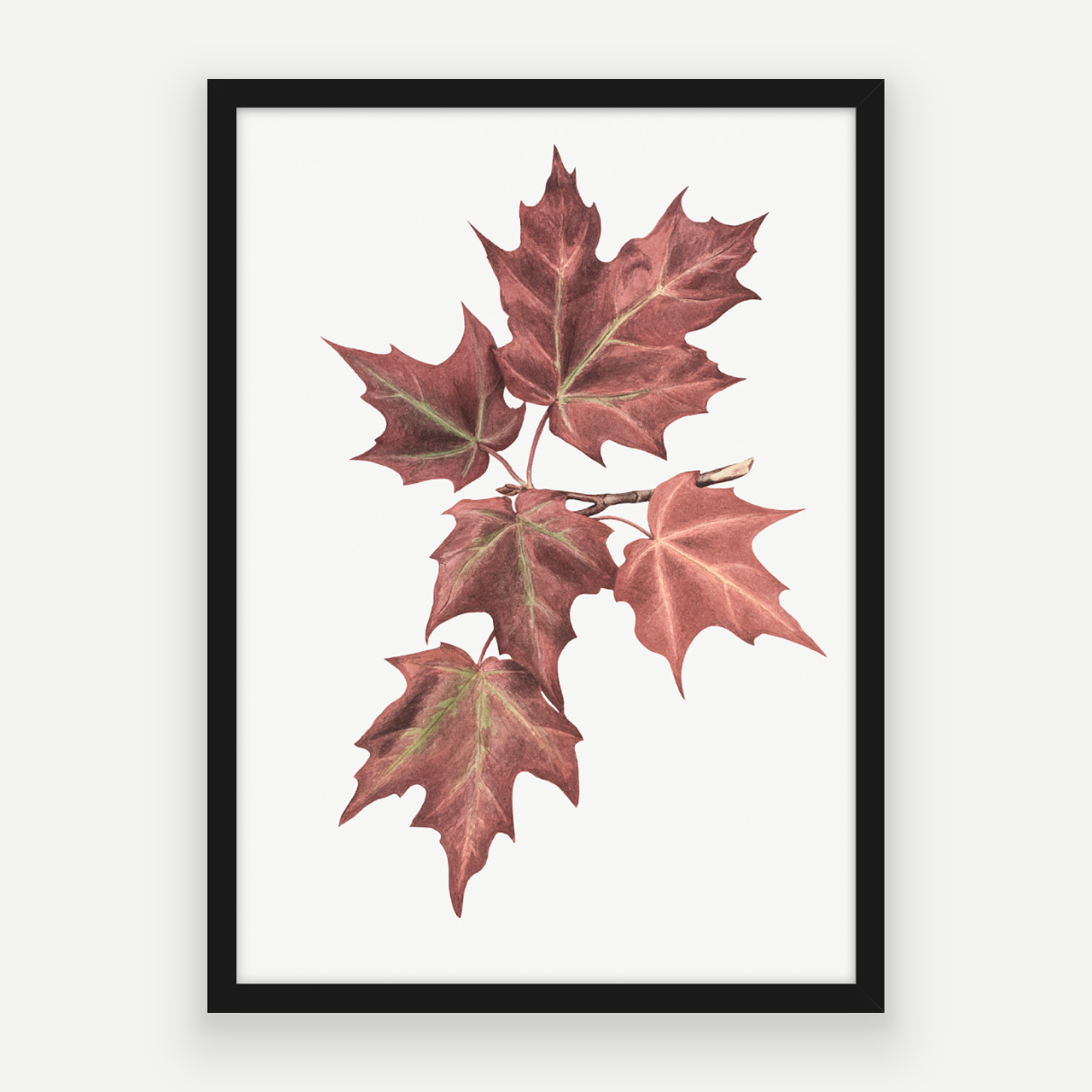 Maple Leaves