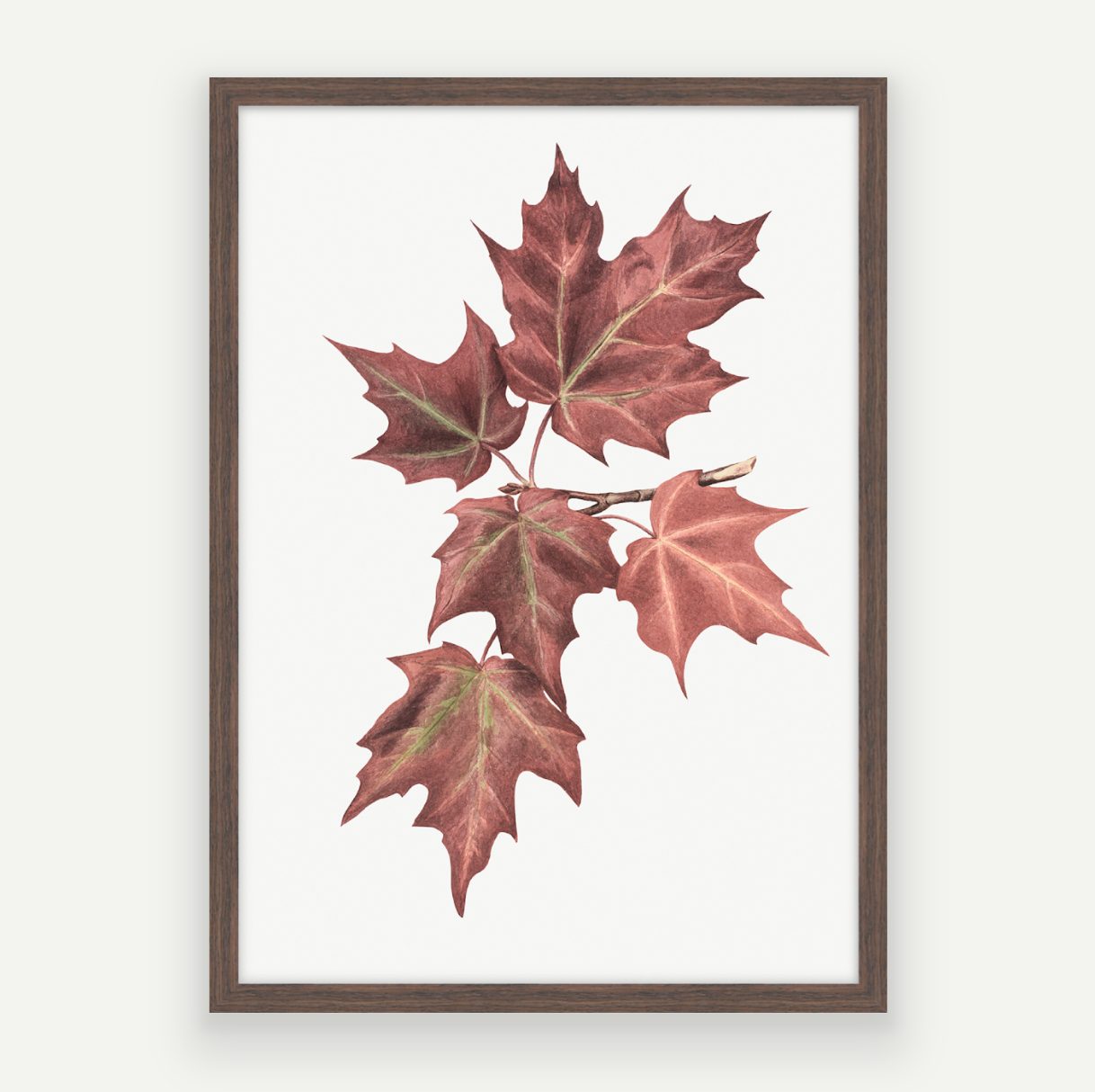 Maple Leaves