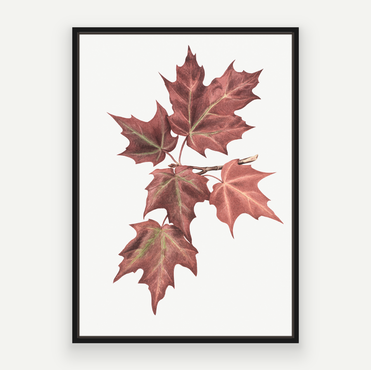 Maple Leaves