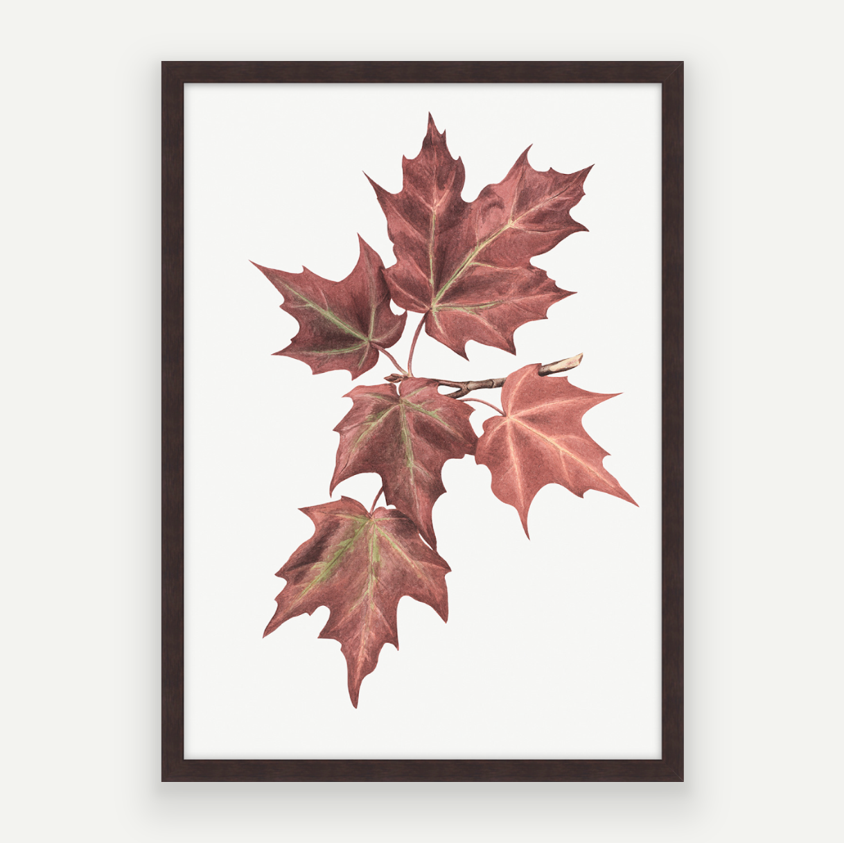 Maple Leaves