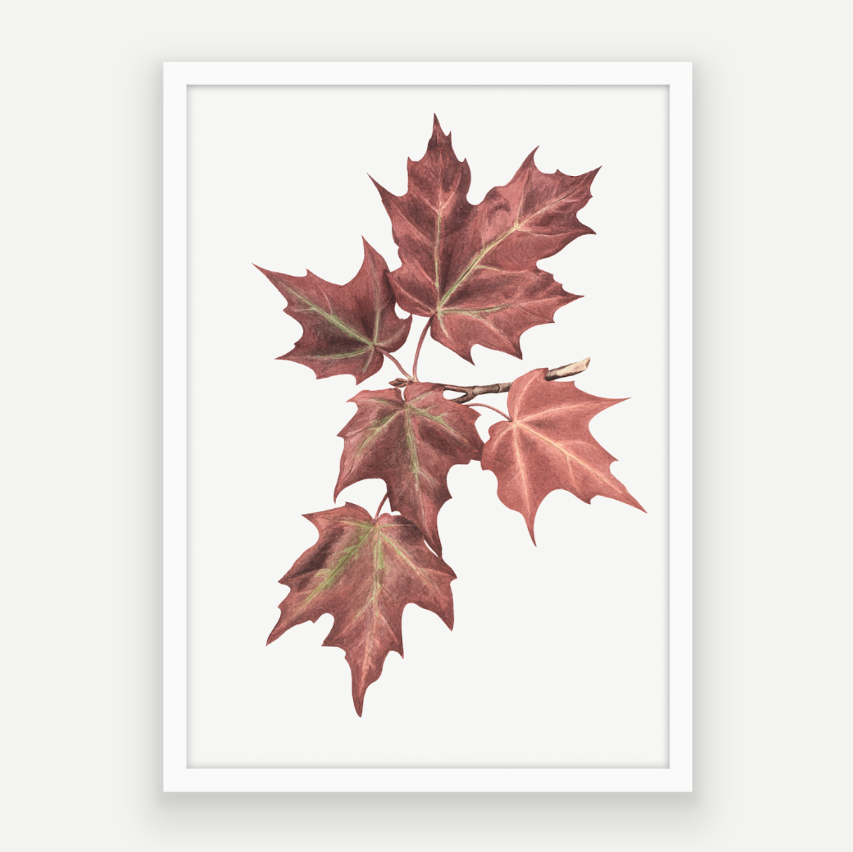 Maple Leaves