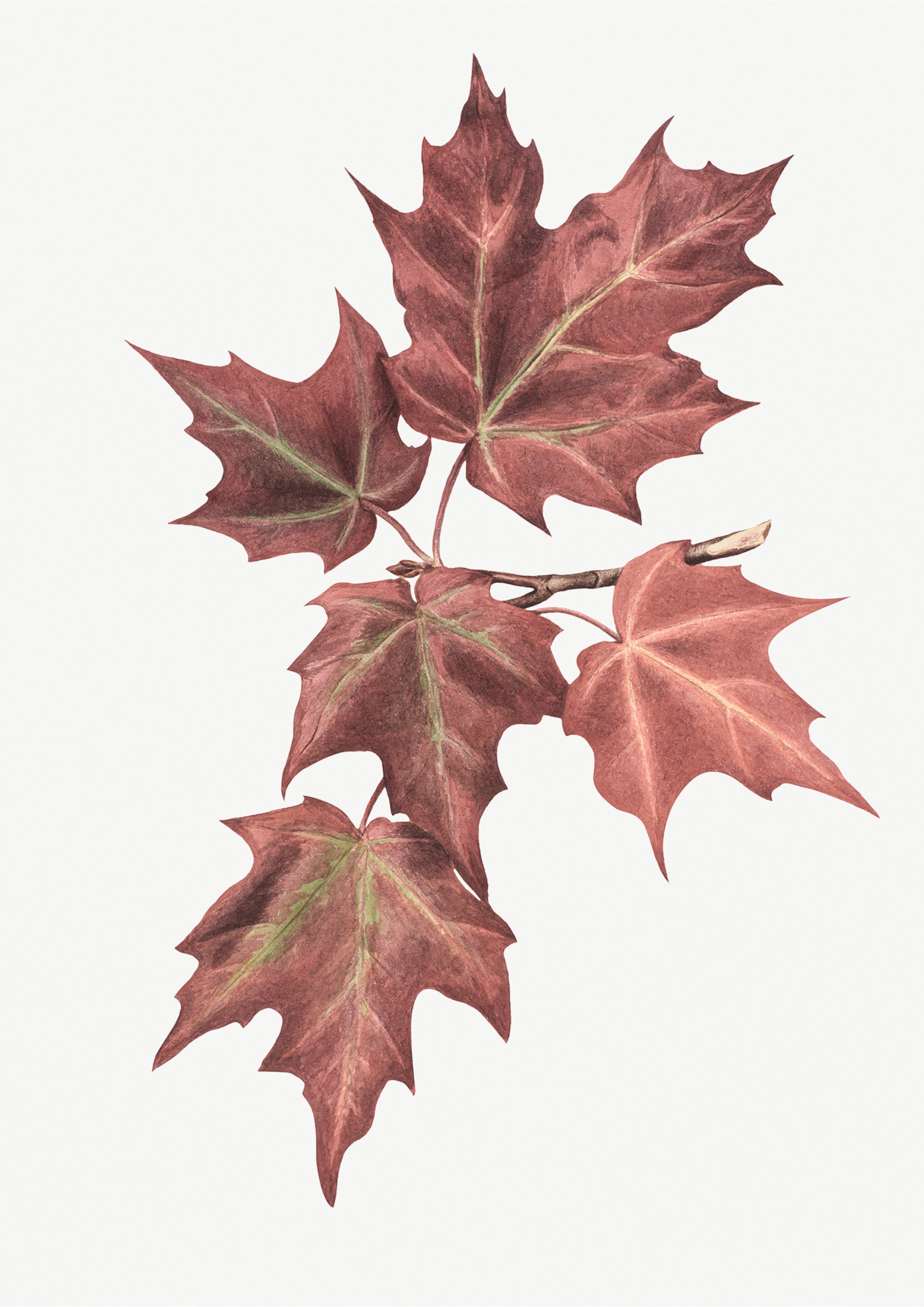 Maple Leaves
