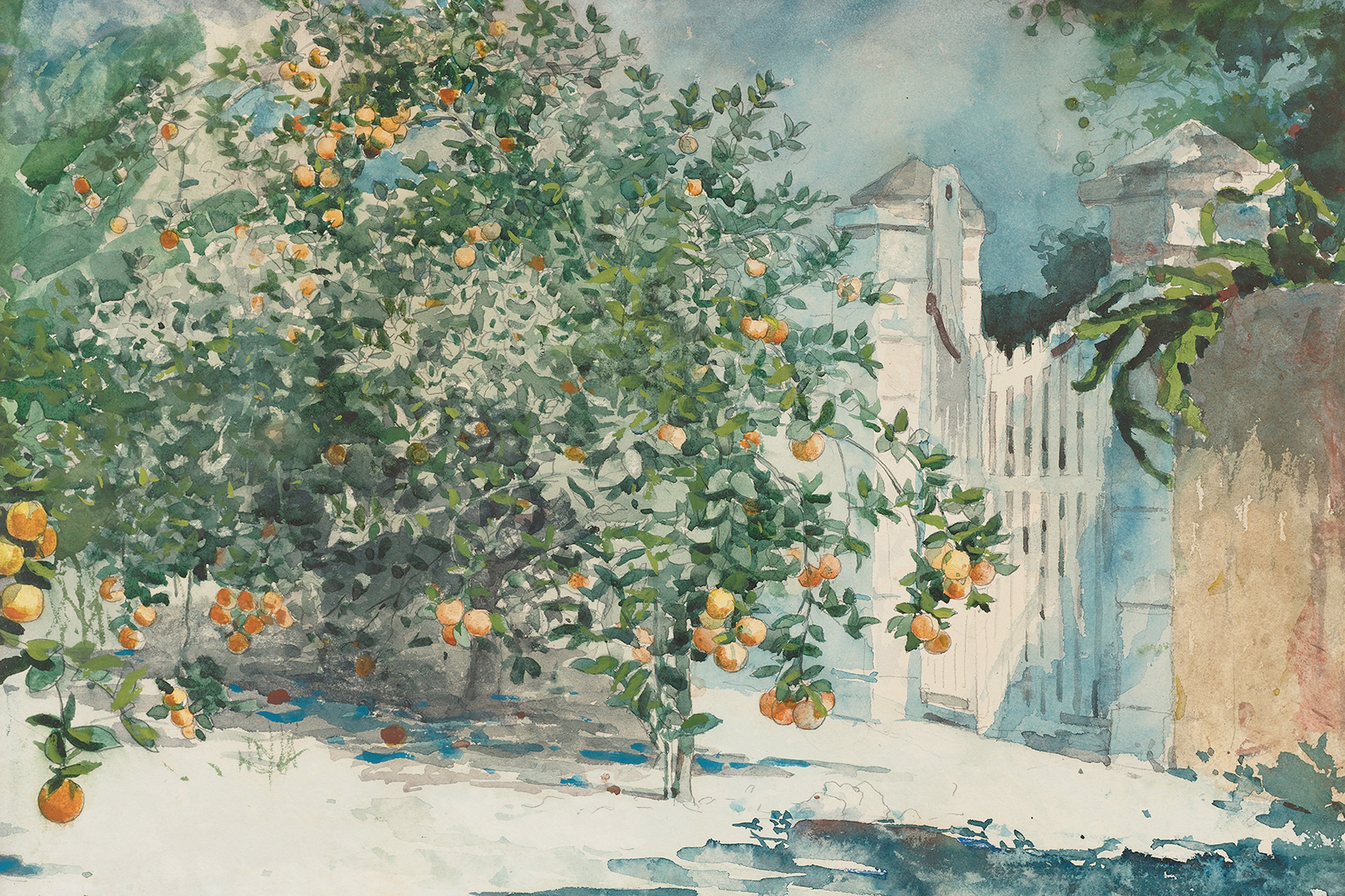Orange Grove