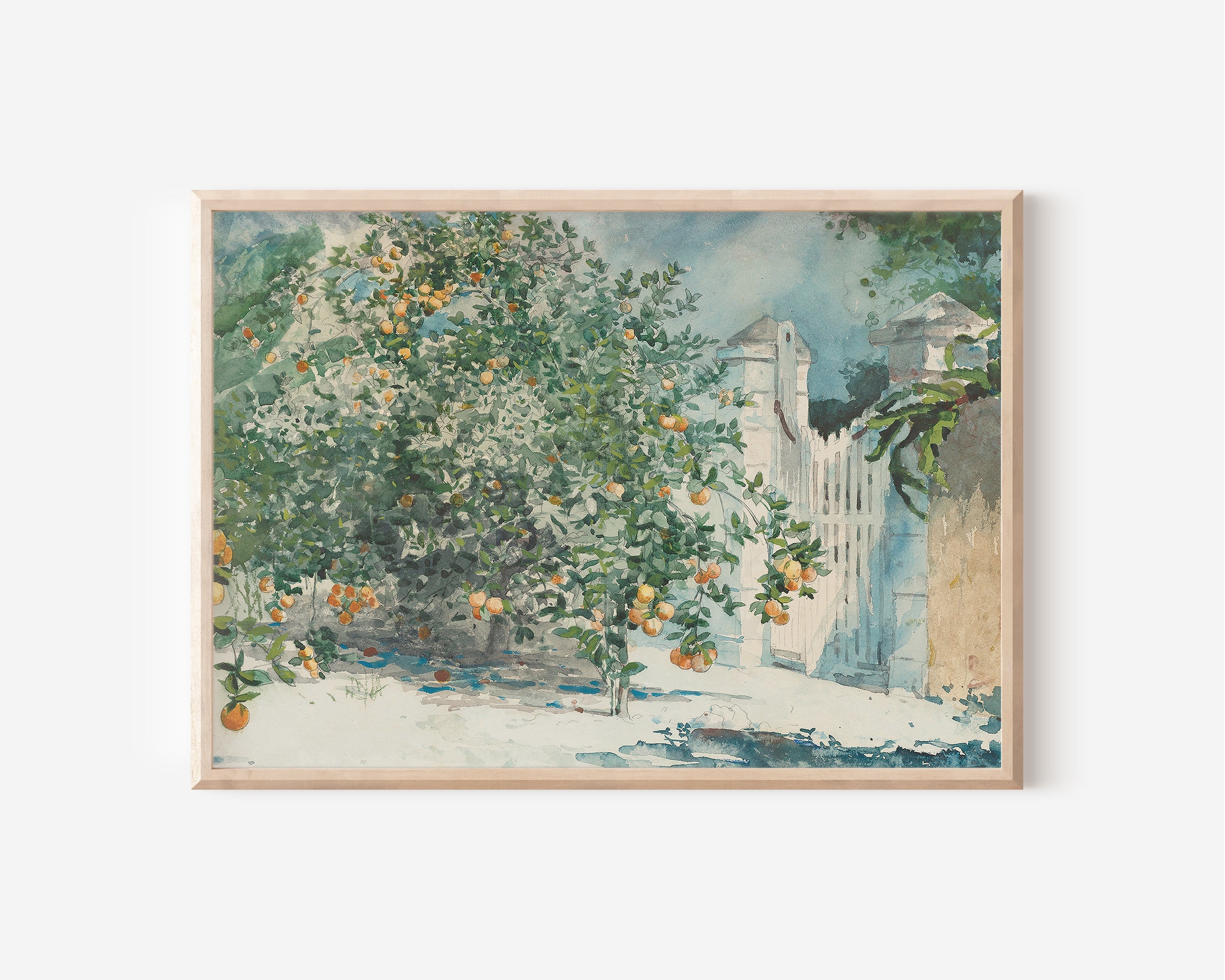 Orange Grove