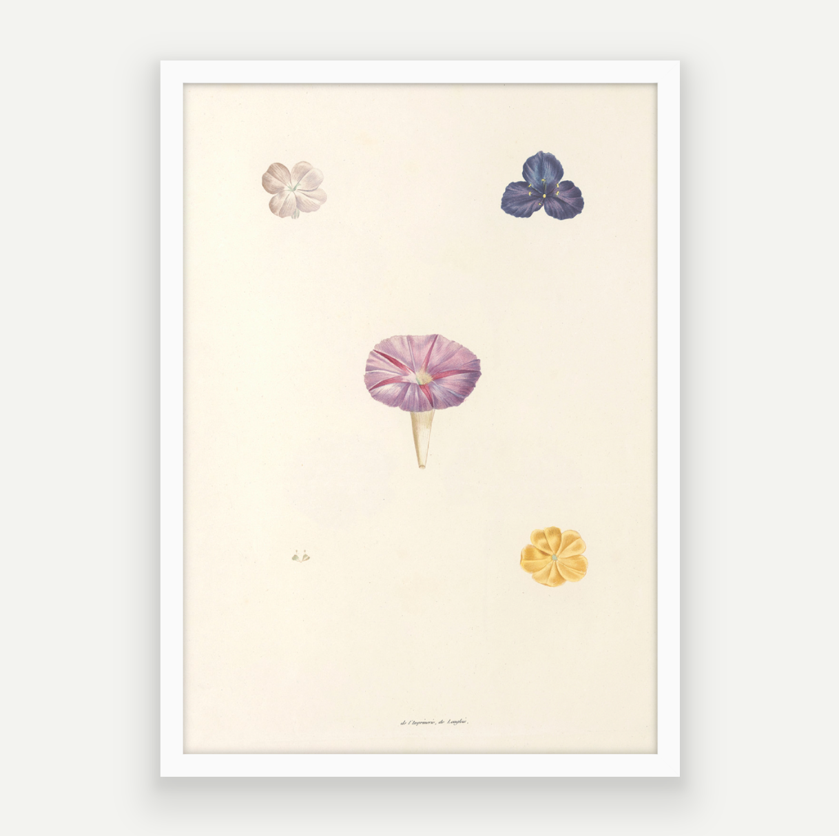 Petals Pair