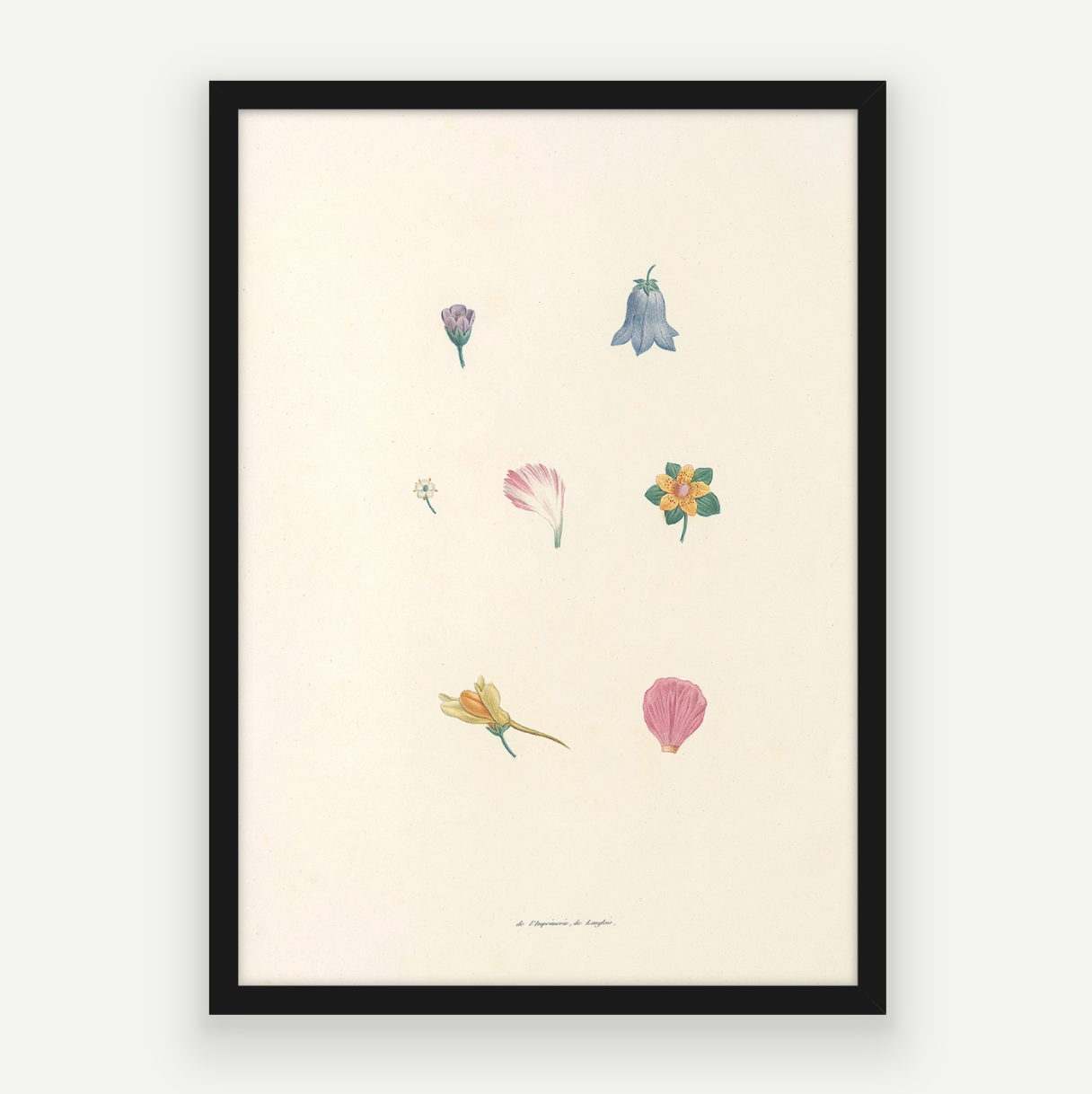 Petals Pair