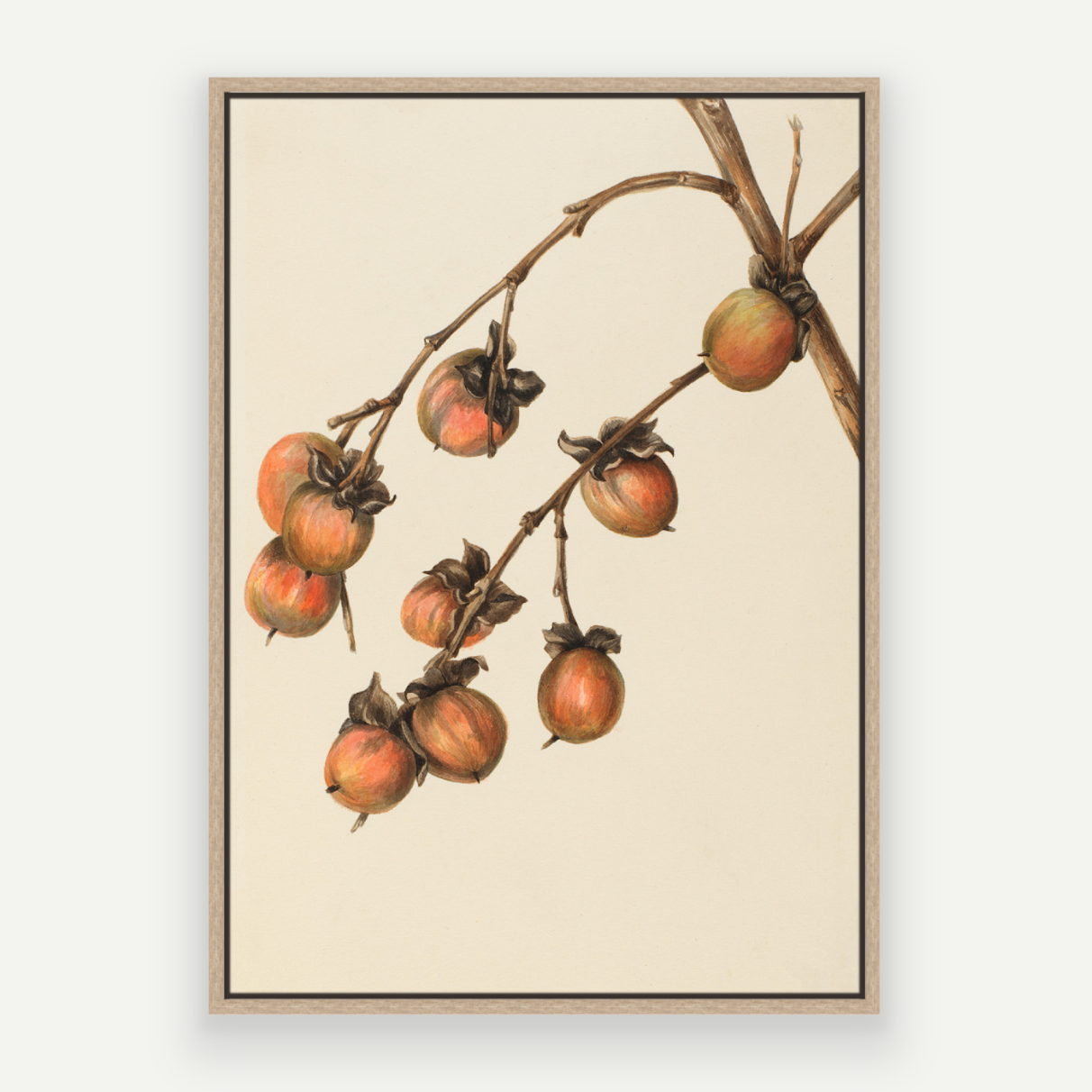 Persimmon