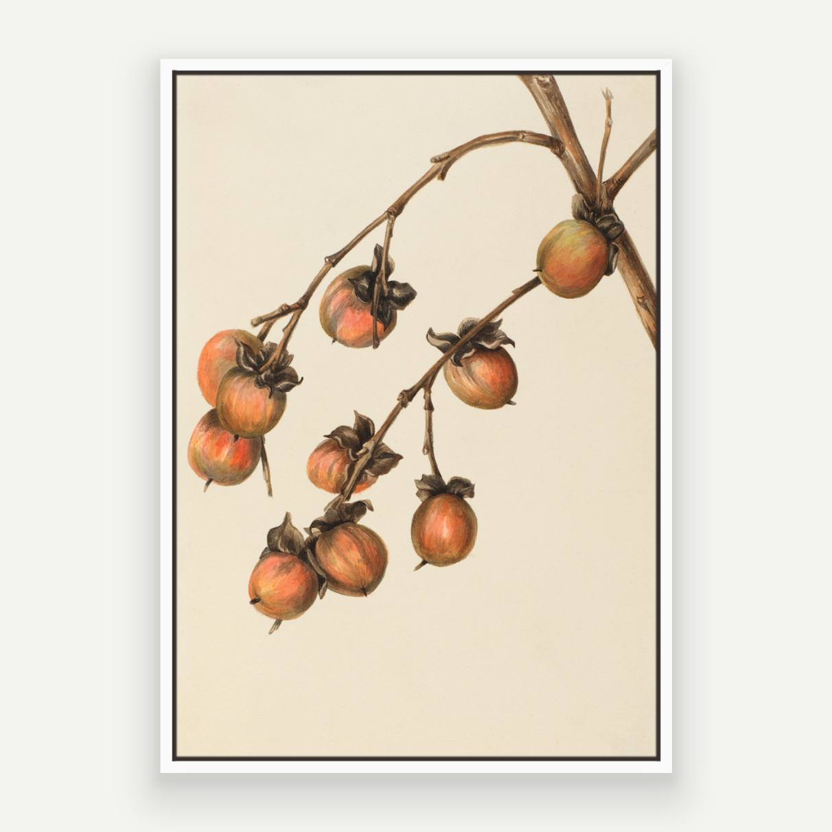 Persimmon
