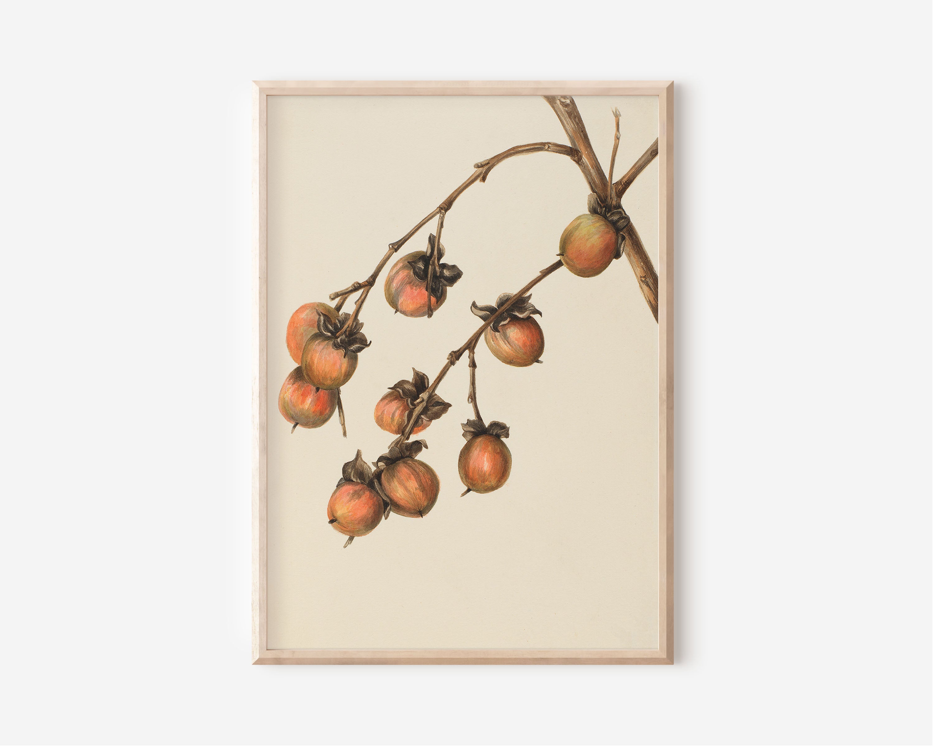 Persimmon