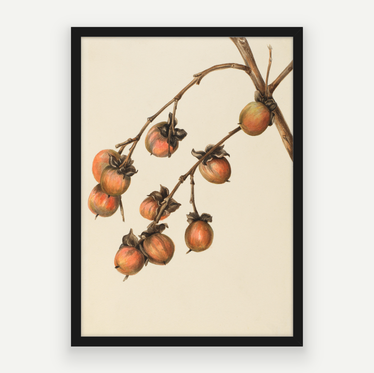 Persimmon