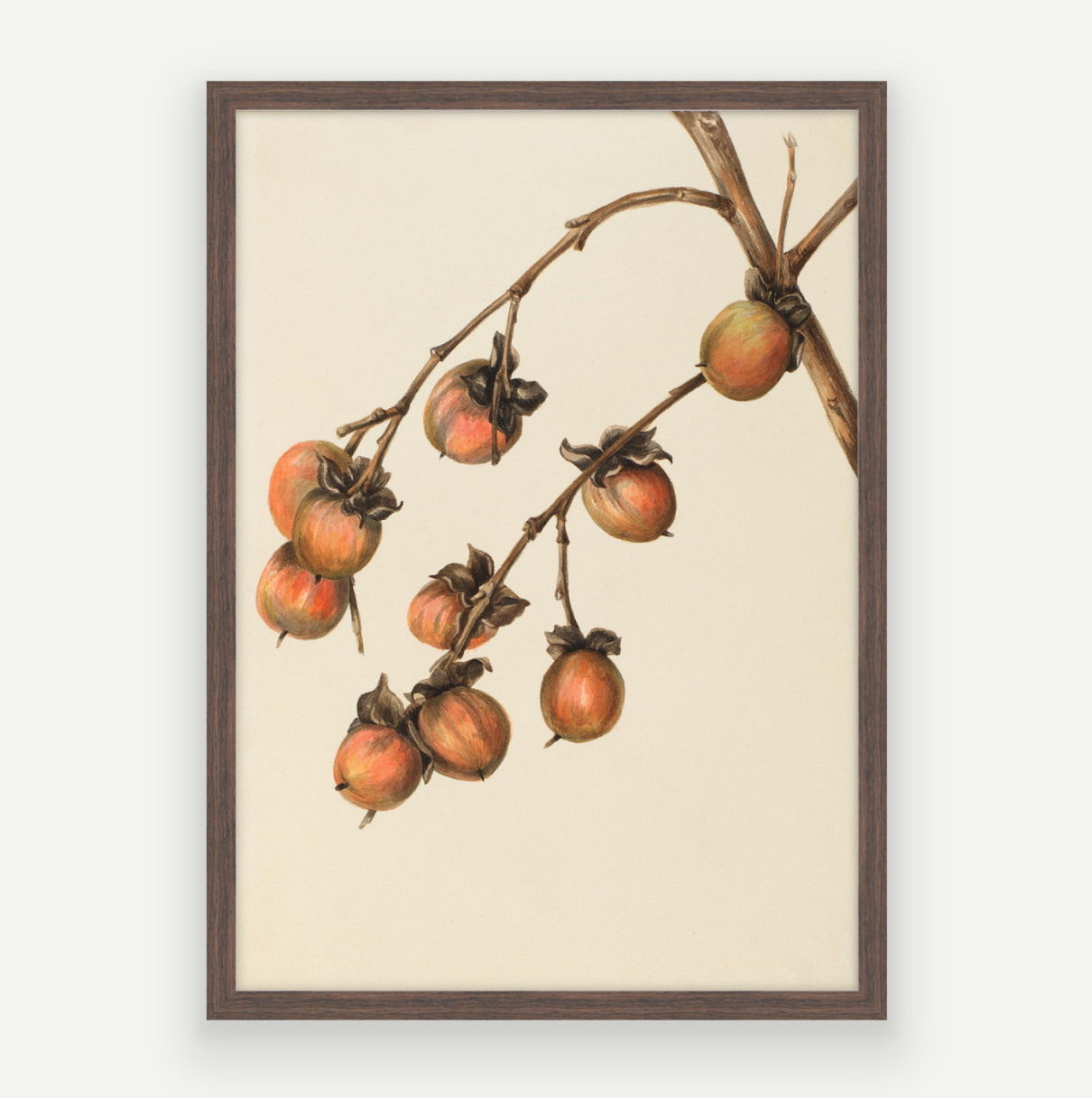 Persimmon