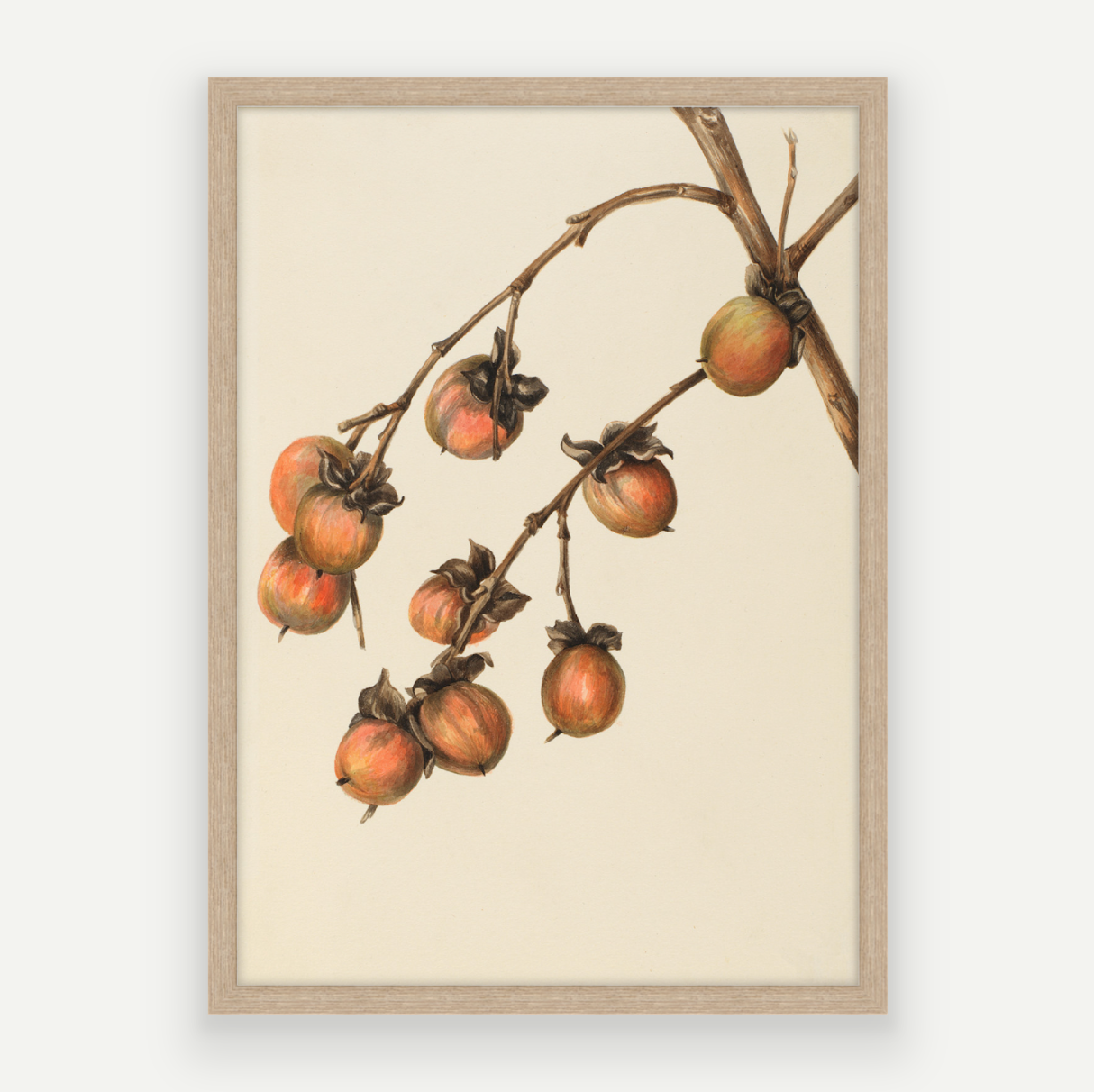 Persimmon