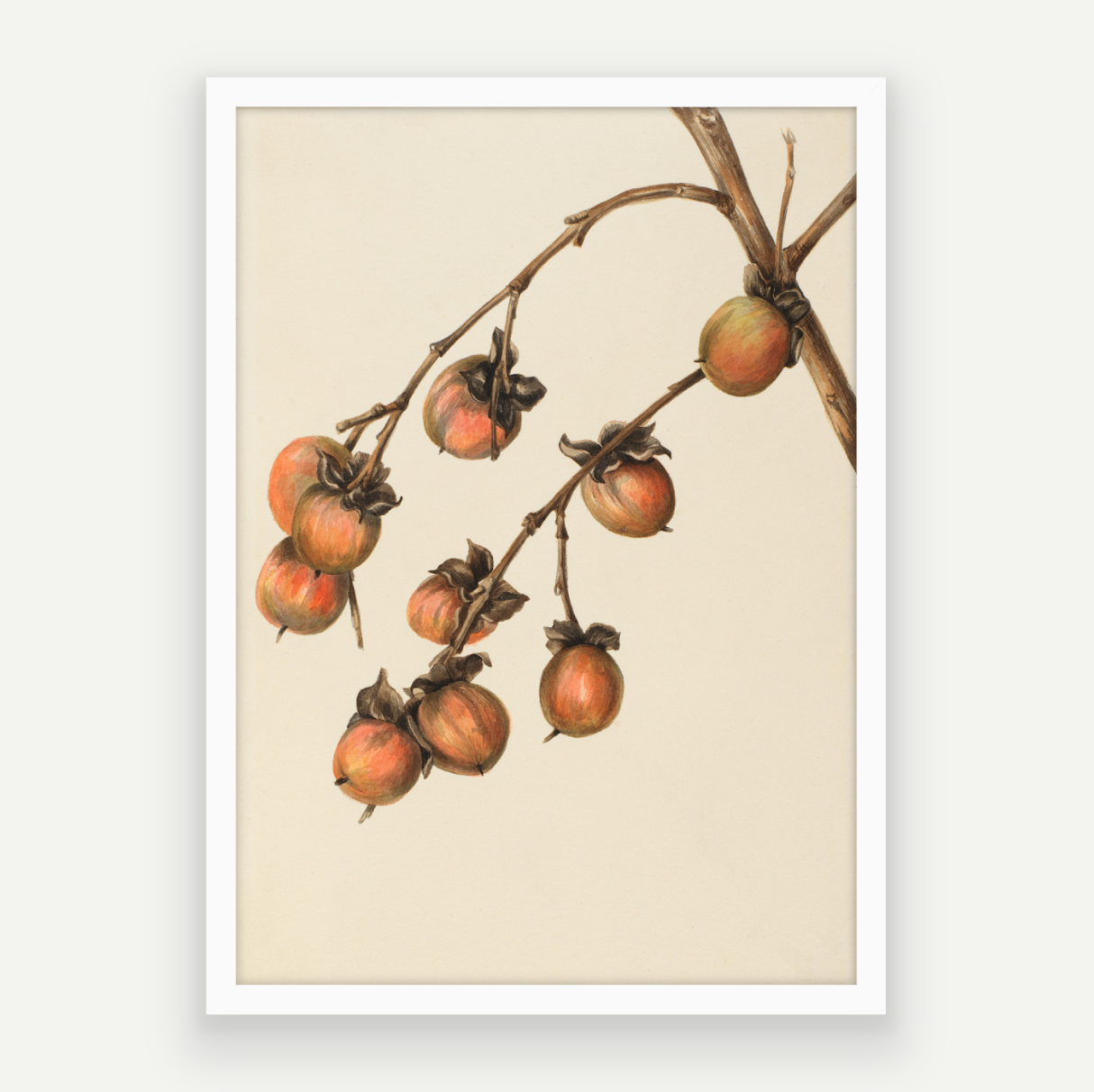 Persimmon