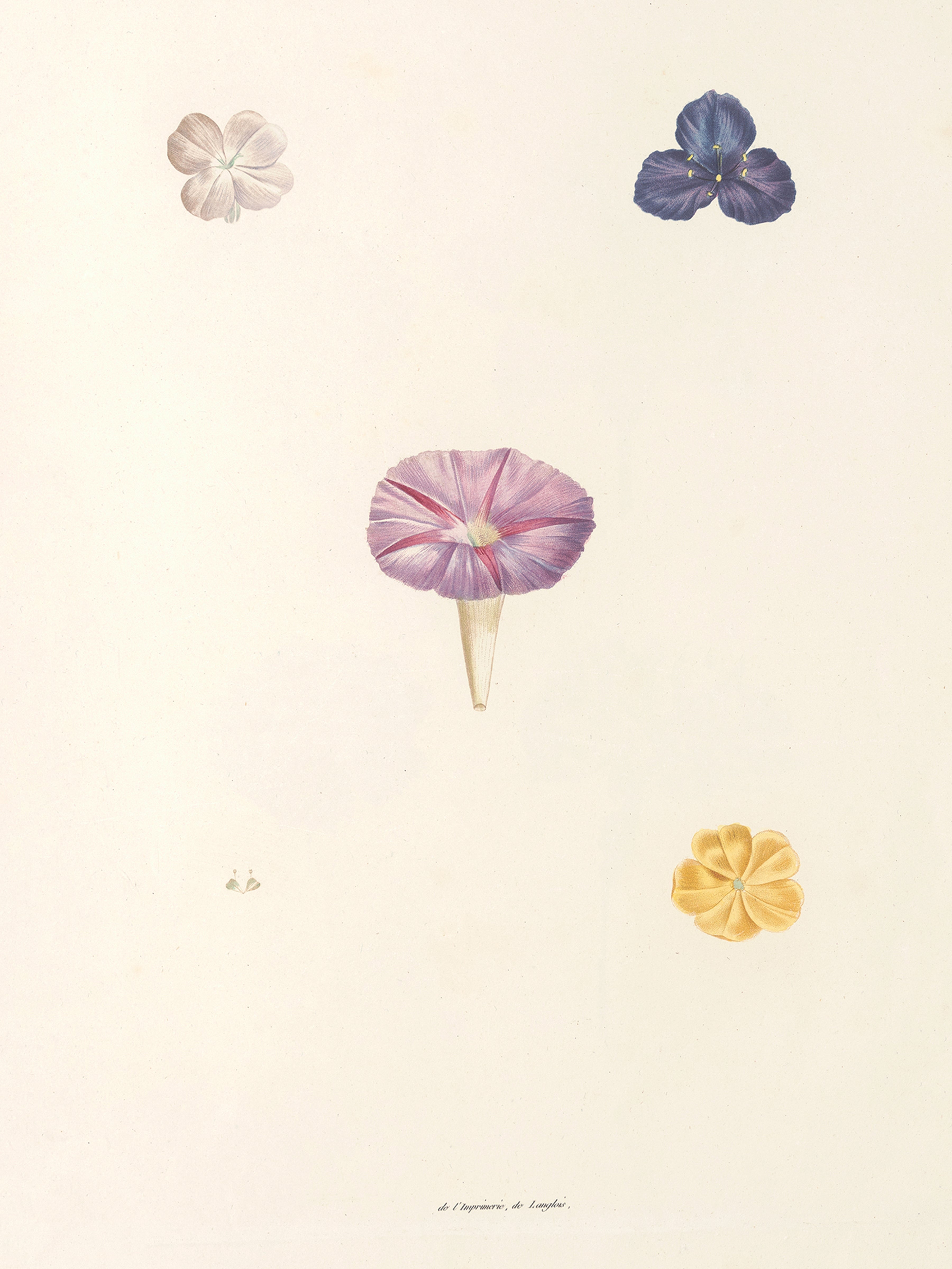 Petals Pair