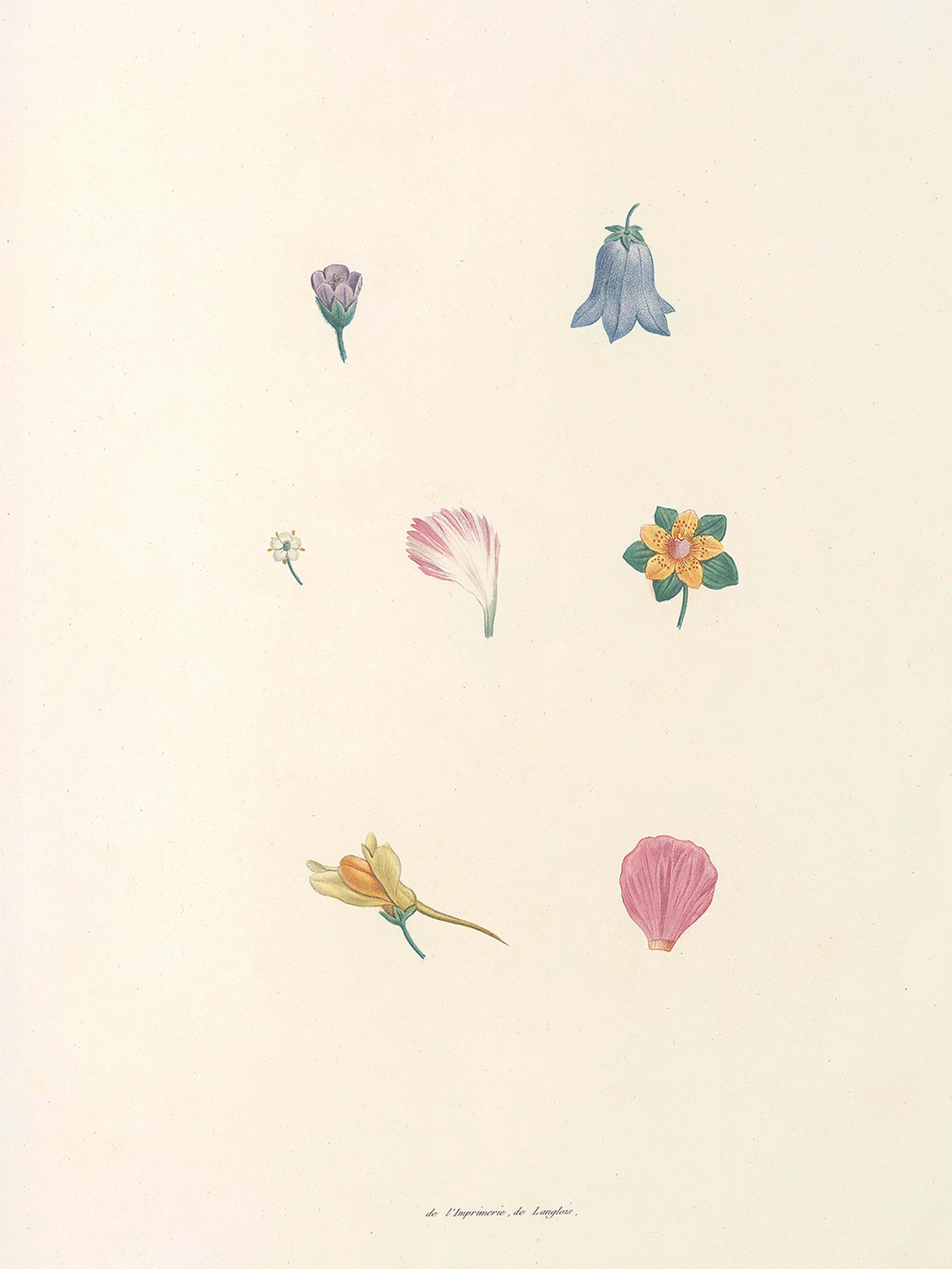 Petals Pair