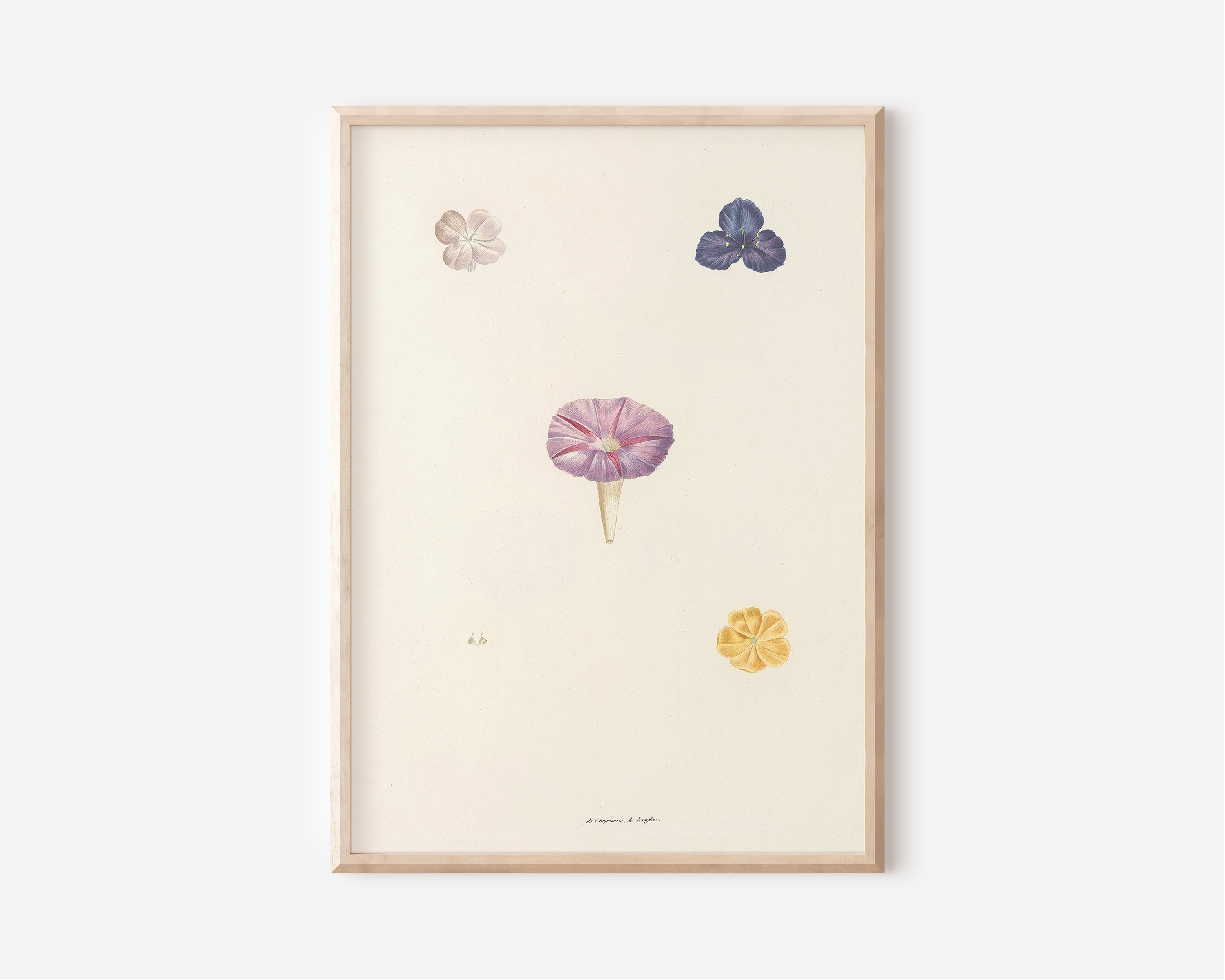 Petals I