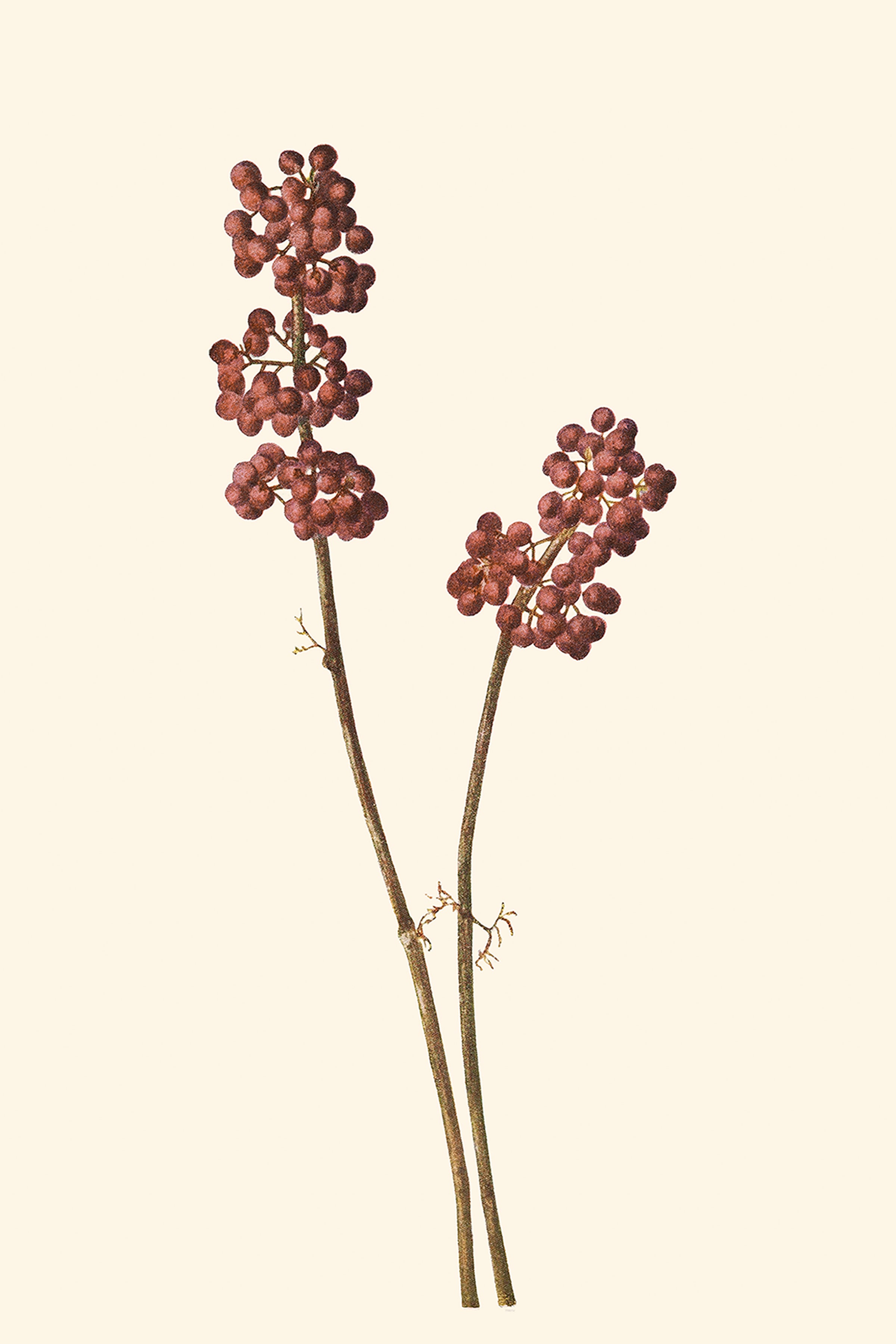 Red Berries