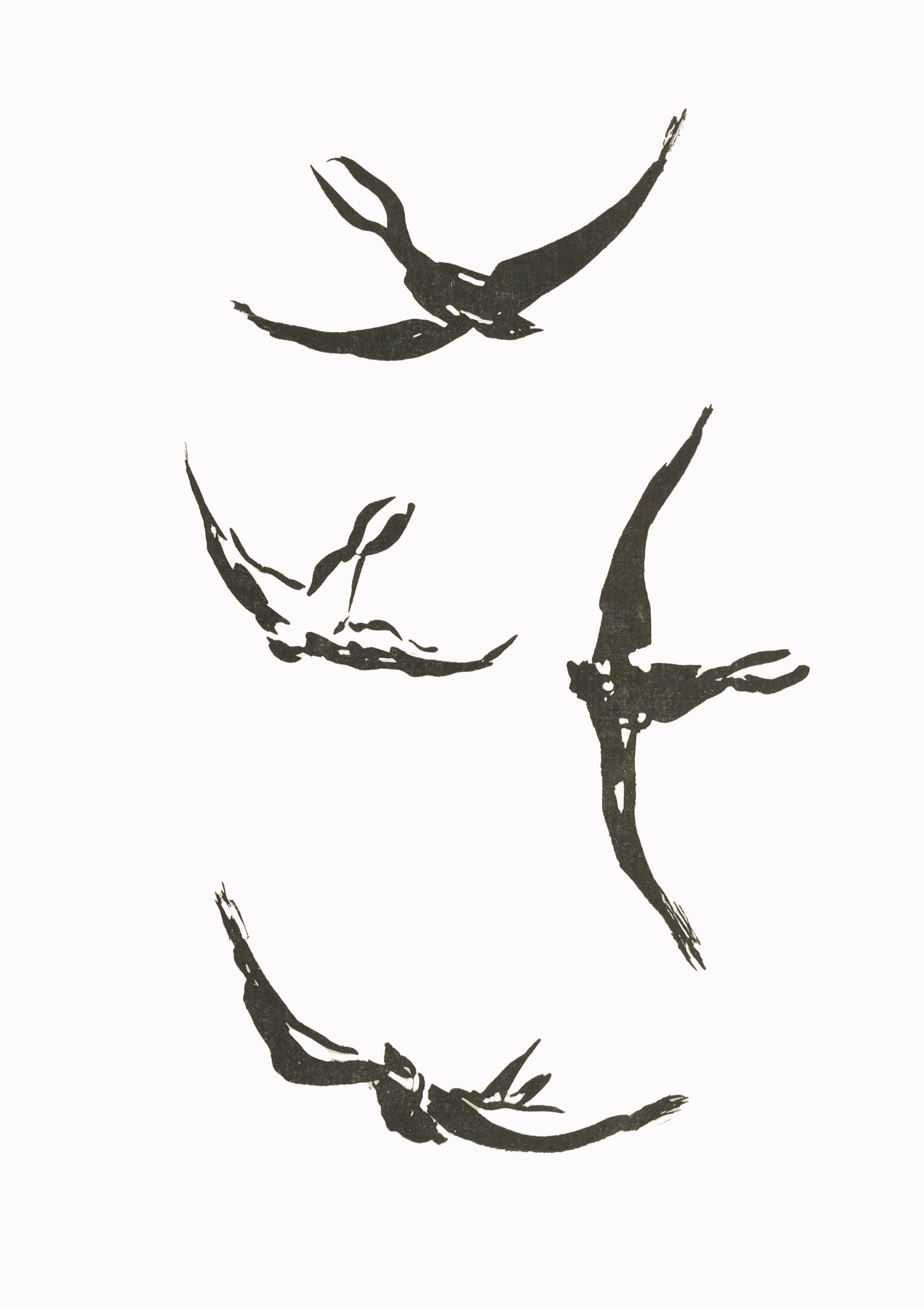 Soaring Birds