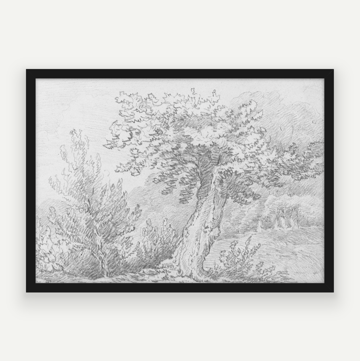 Tree Sketch