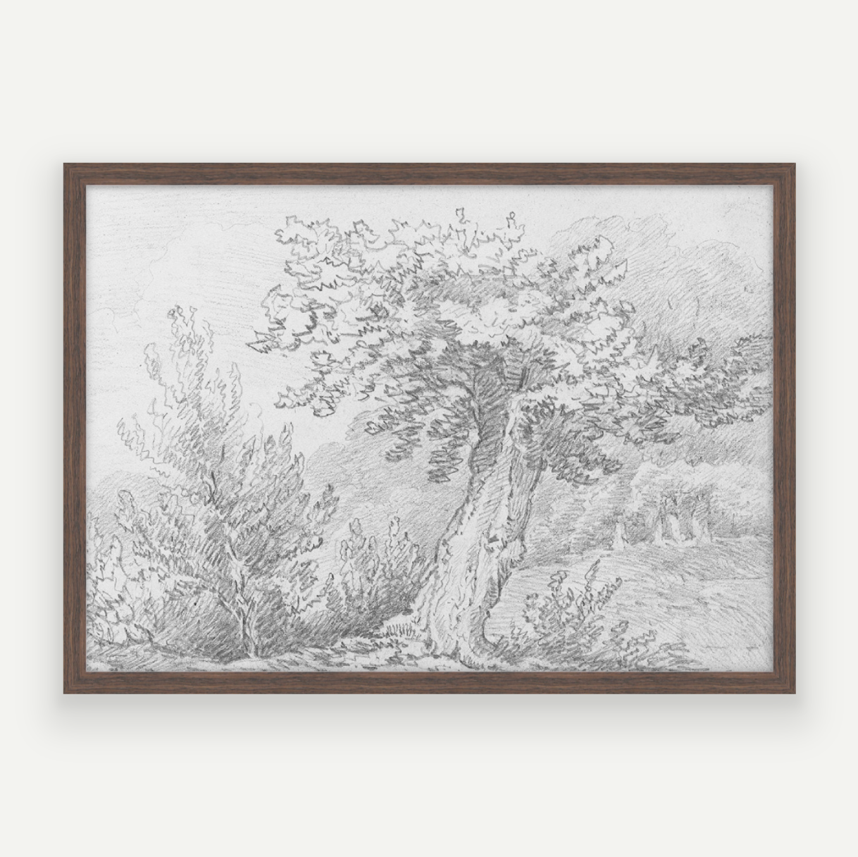 Tree Sketch