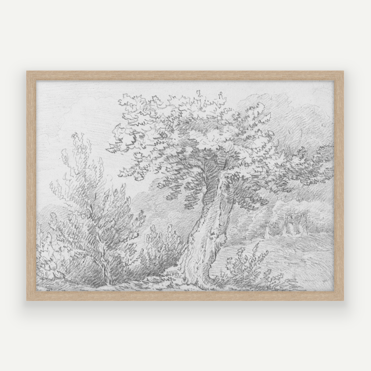 Tree Sketch