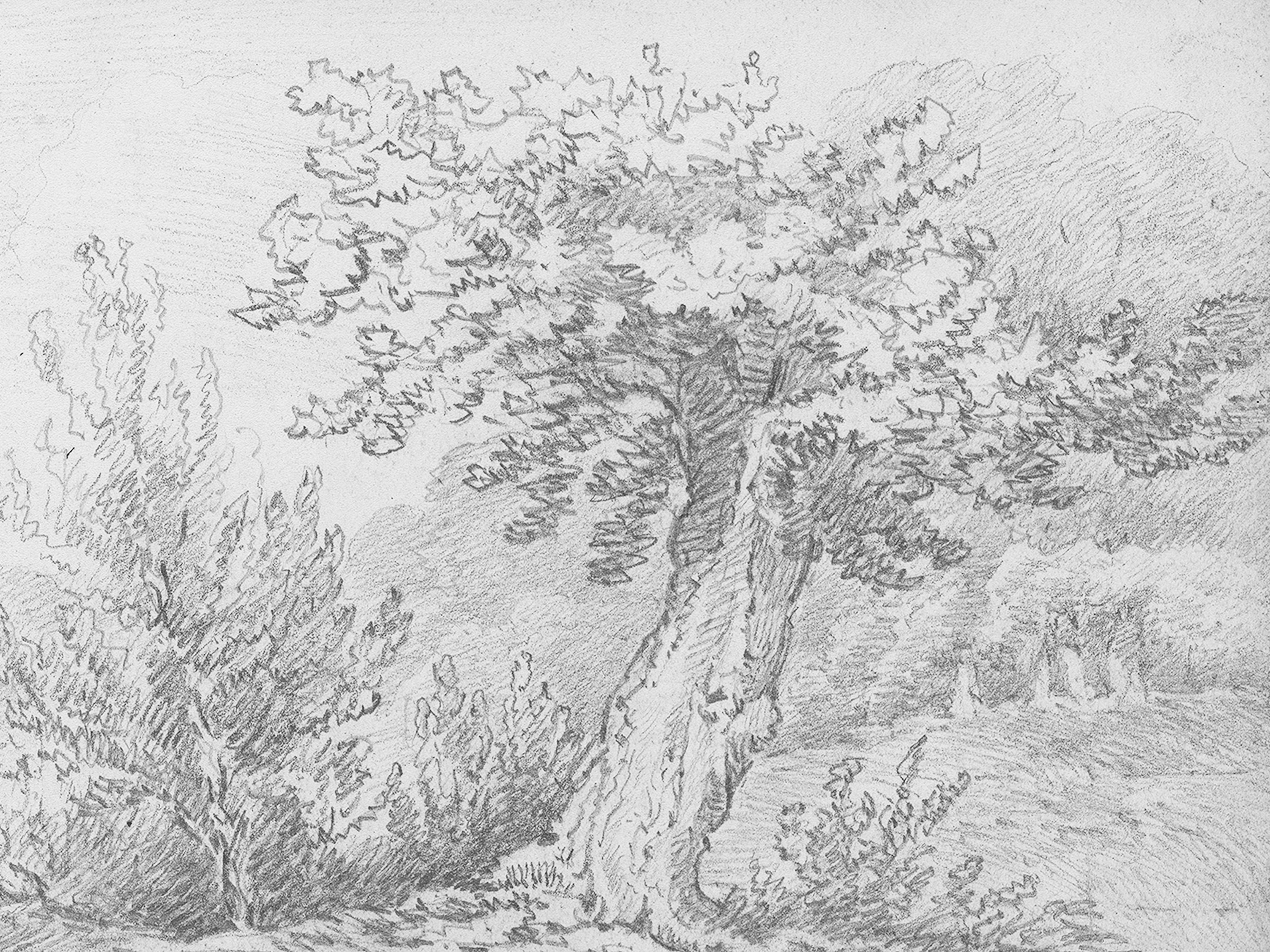 Tree Sketch