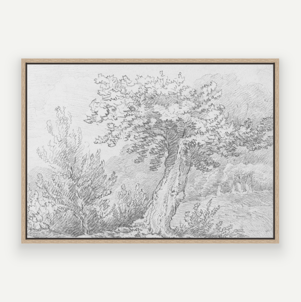 Tree Sketch