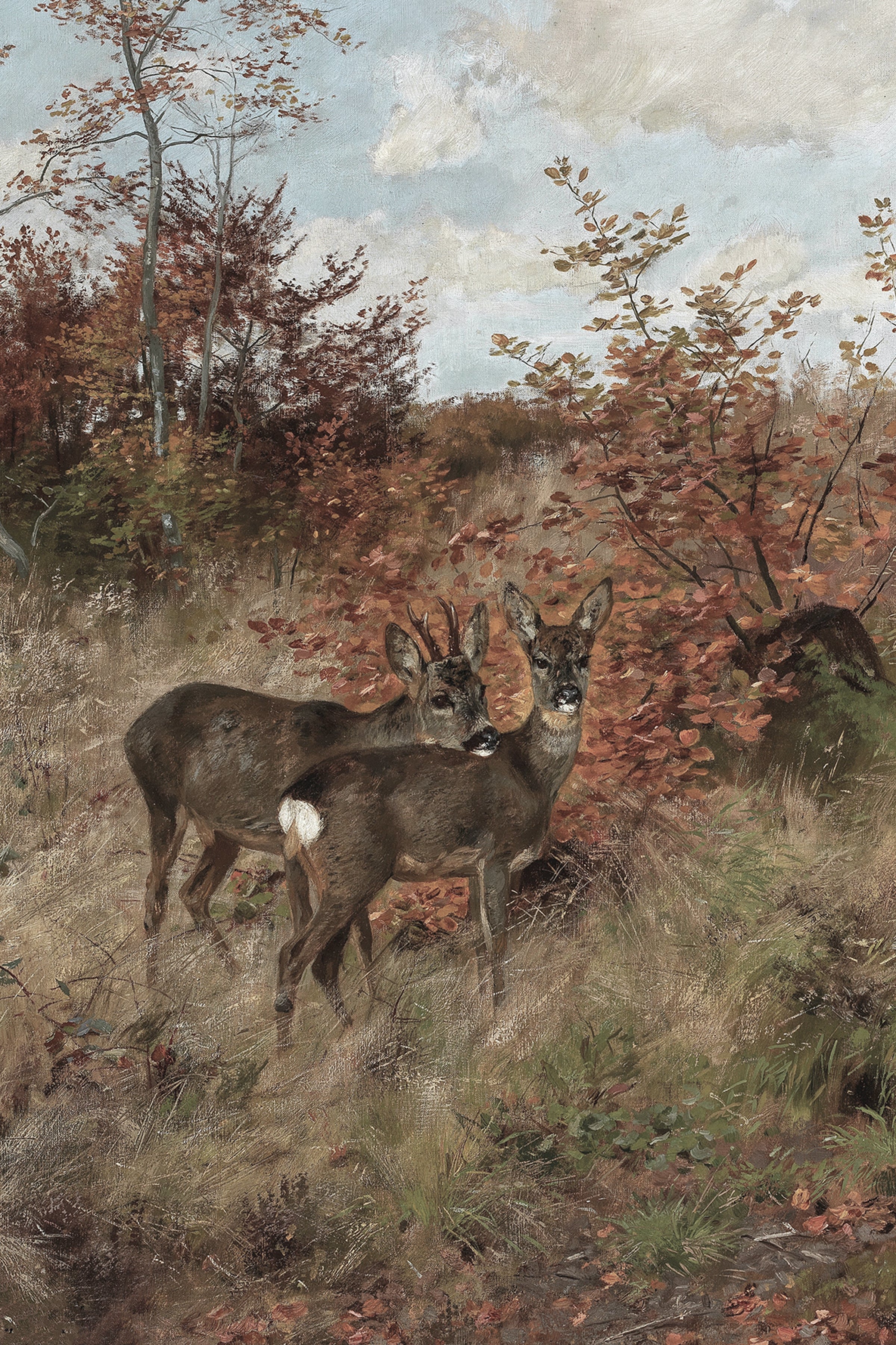 Wild Deer